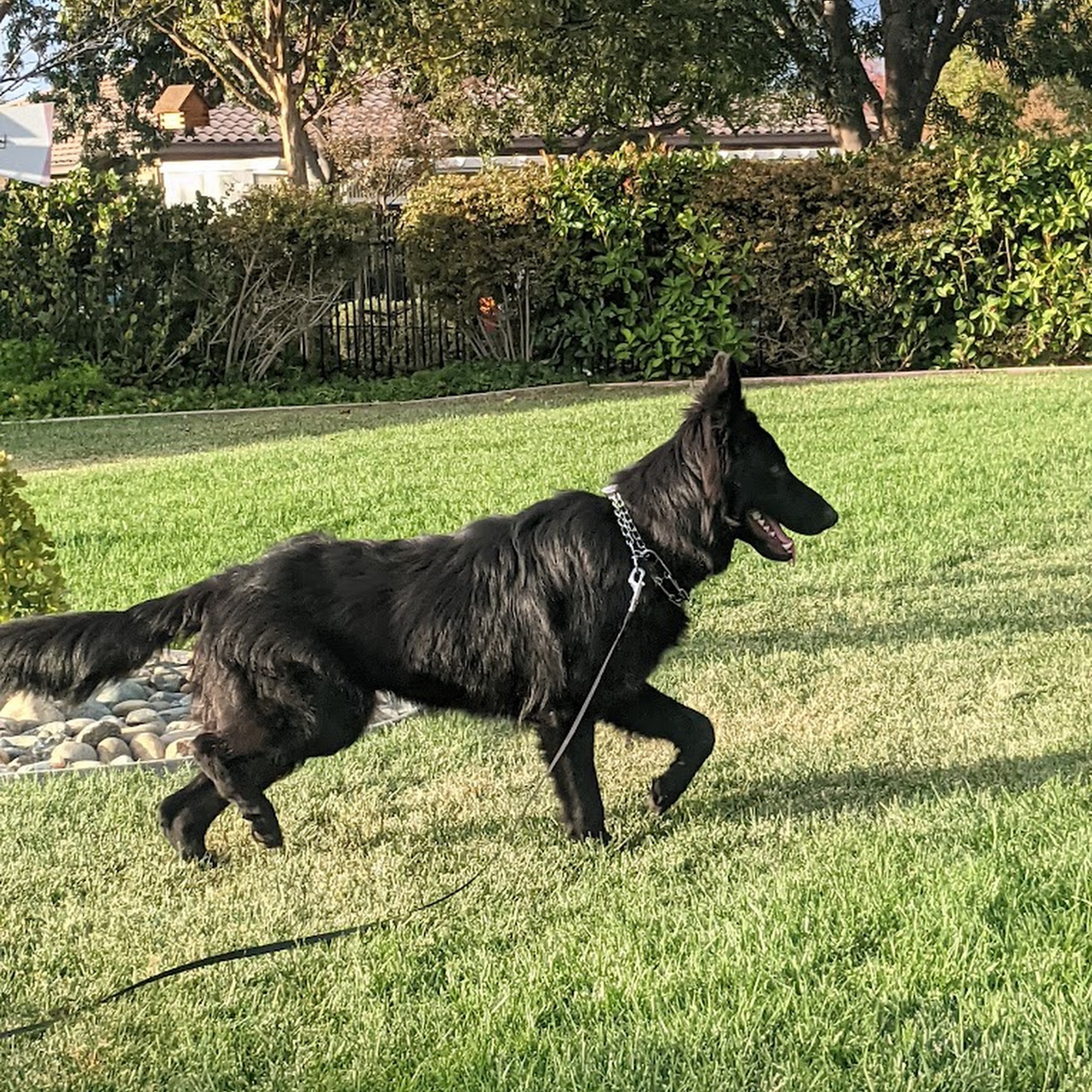 Rio Vista Veterinary Services Rio Vista