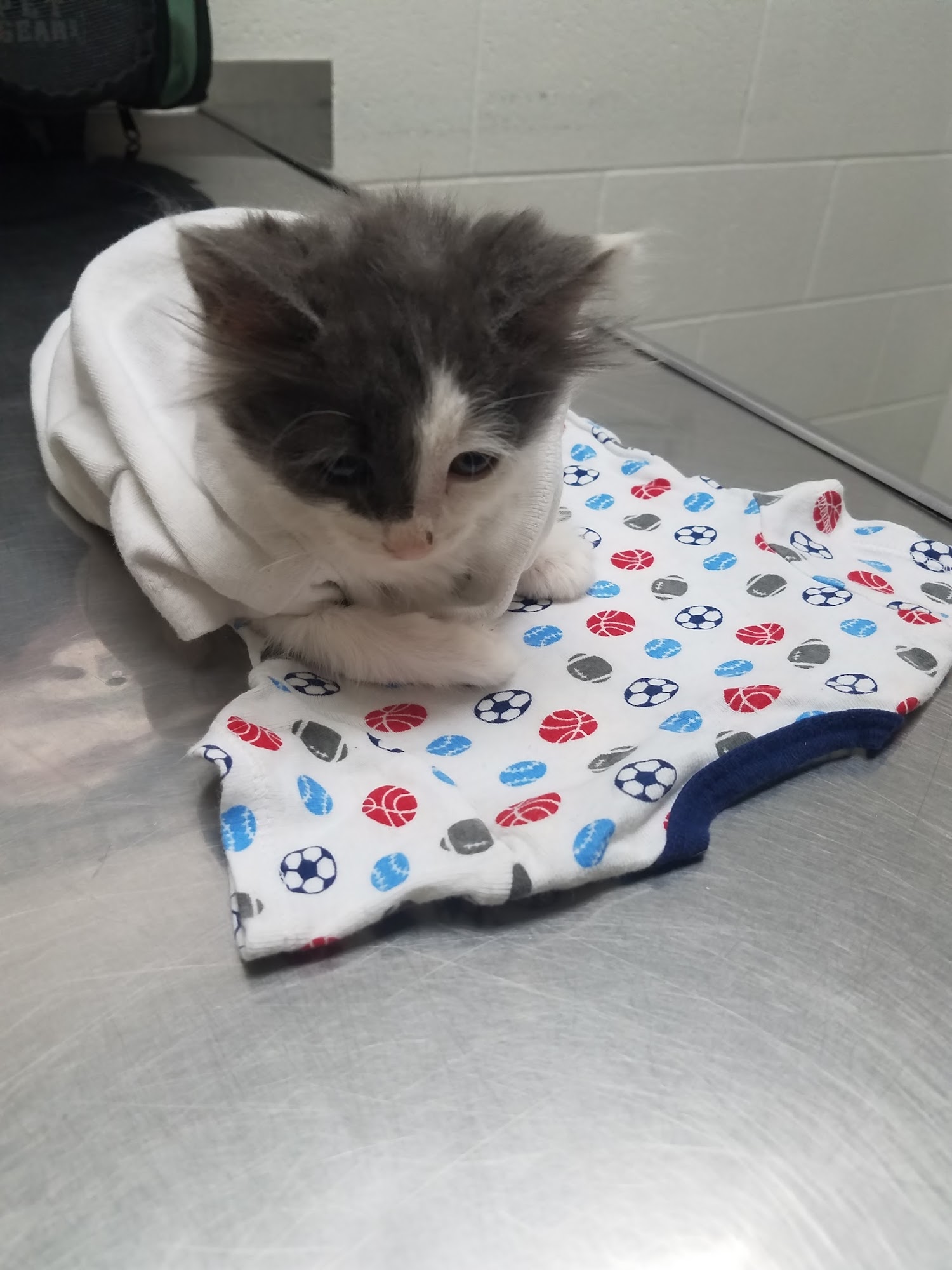 Town & Country Veterinary Clinic Riverside