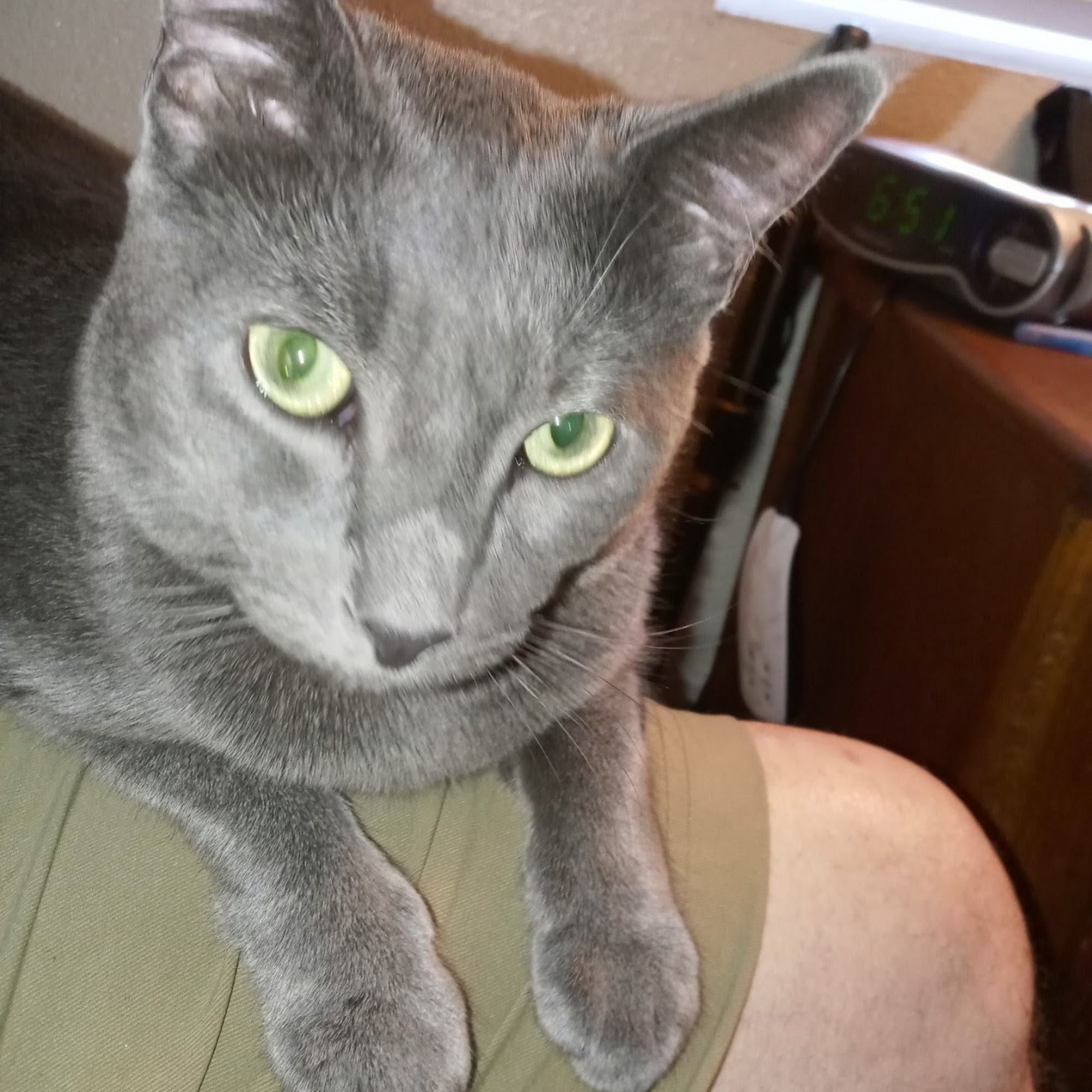 Riverside Cat Hospital Riverside