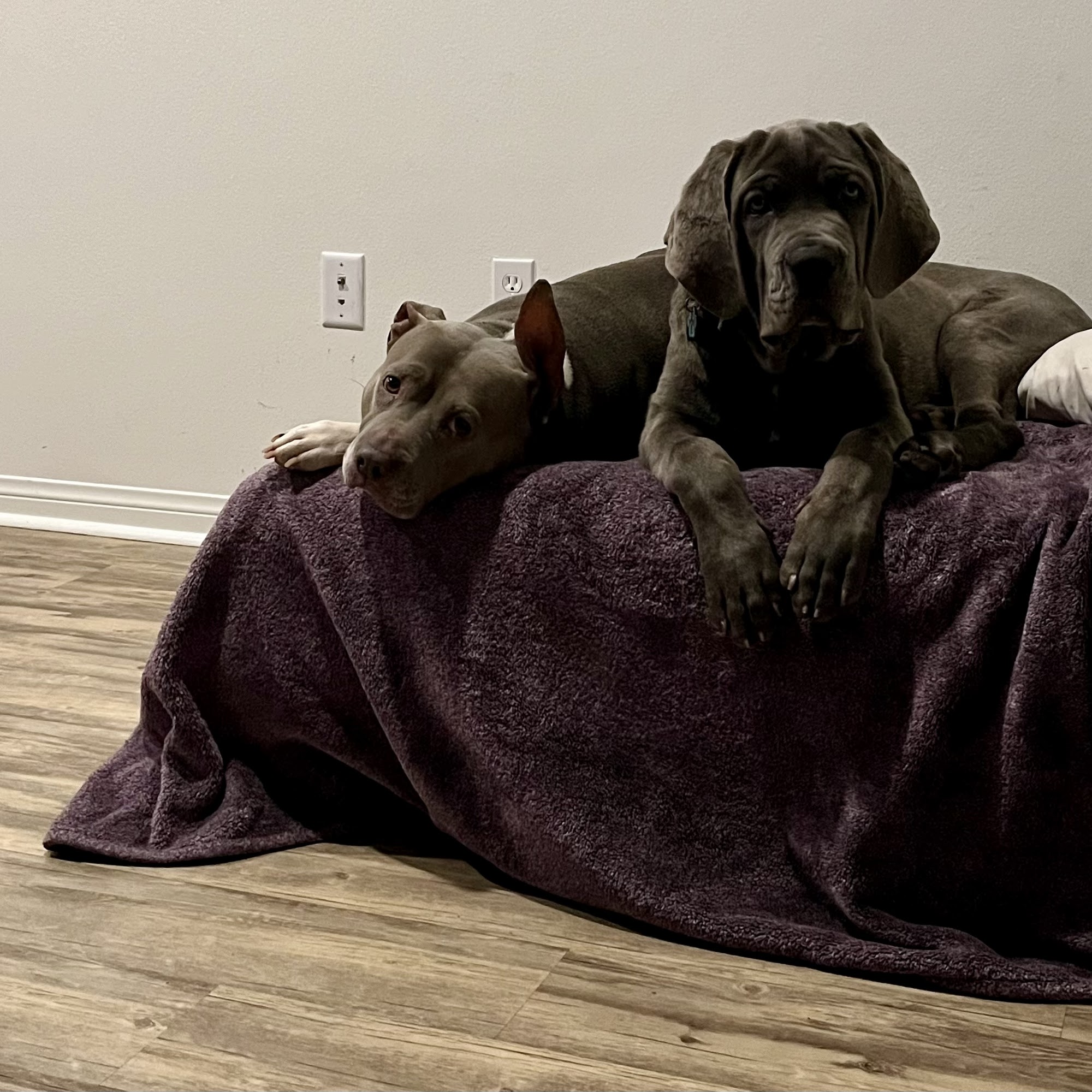 Pedley Vet Tack & Feed Supply Riverside