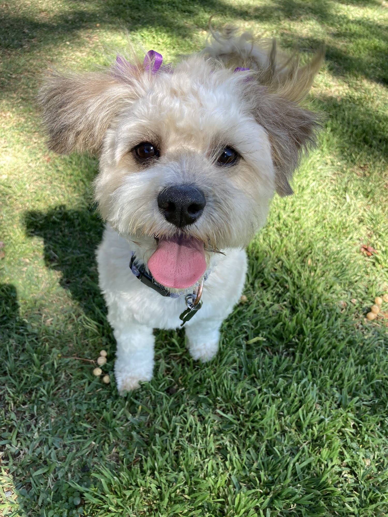 Plush Pups pet boutique and spa Riverside