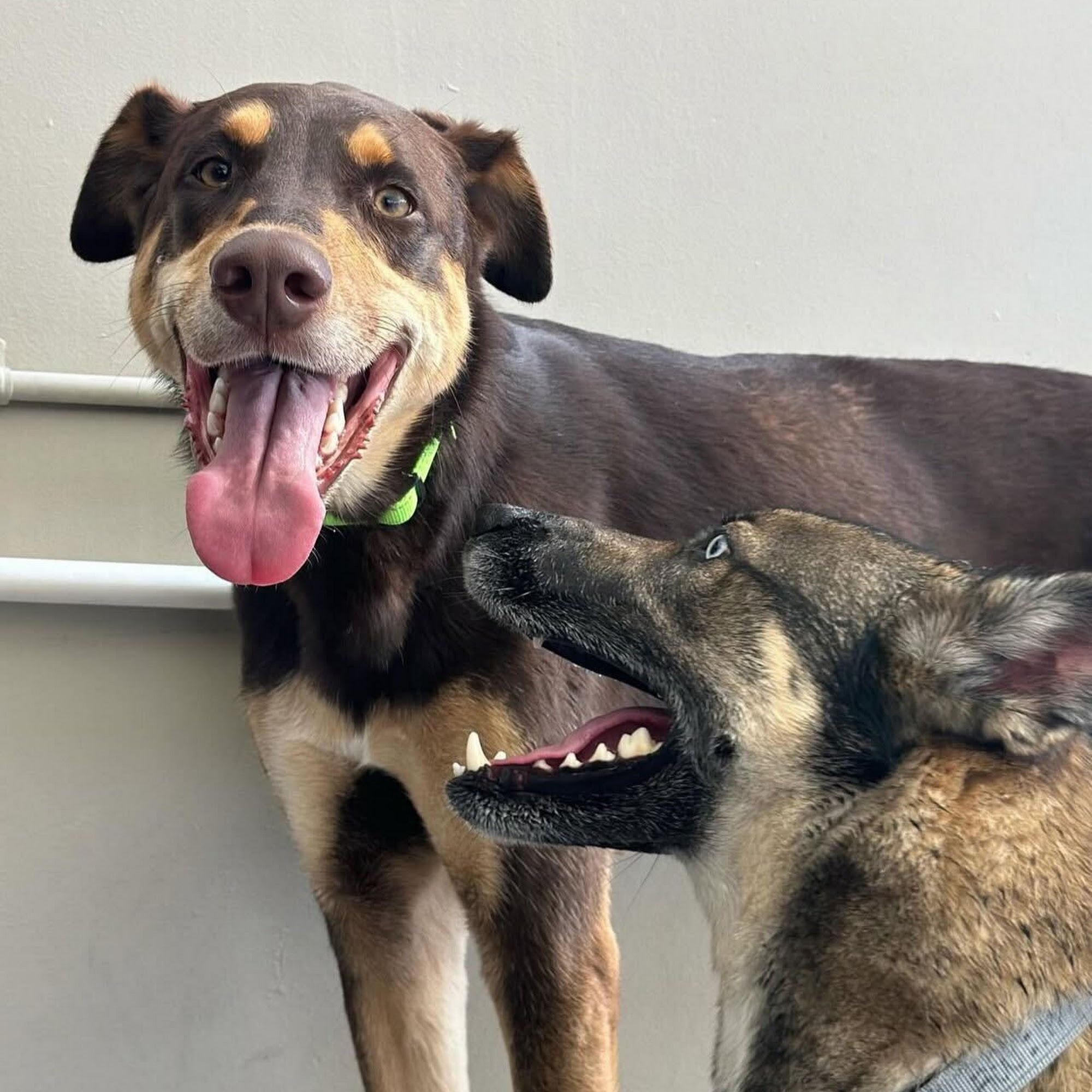 Riverwalk Pet Resort Riverside