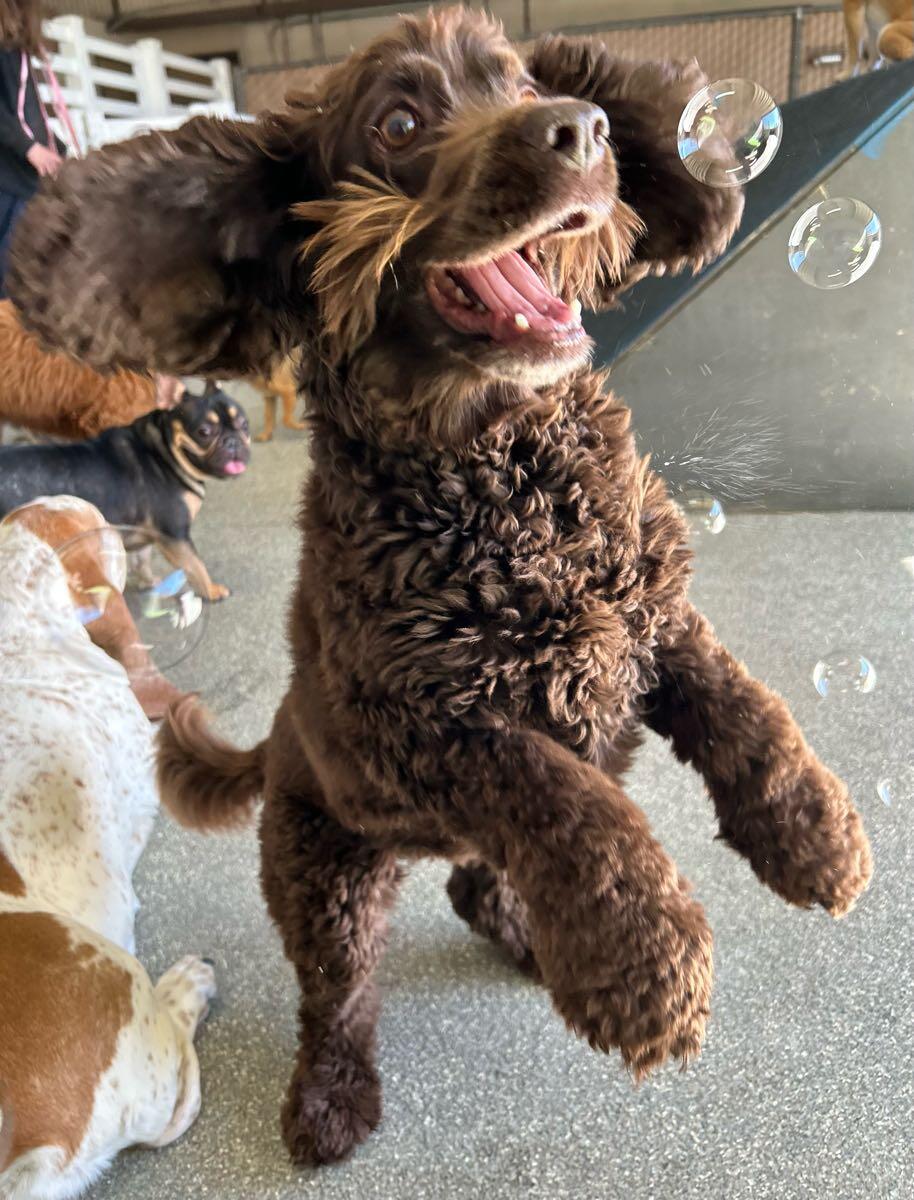 Ruff House Pet Resort Riverside