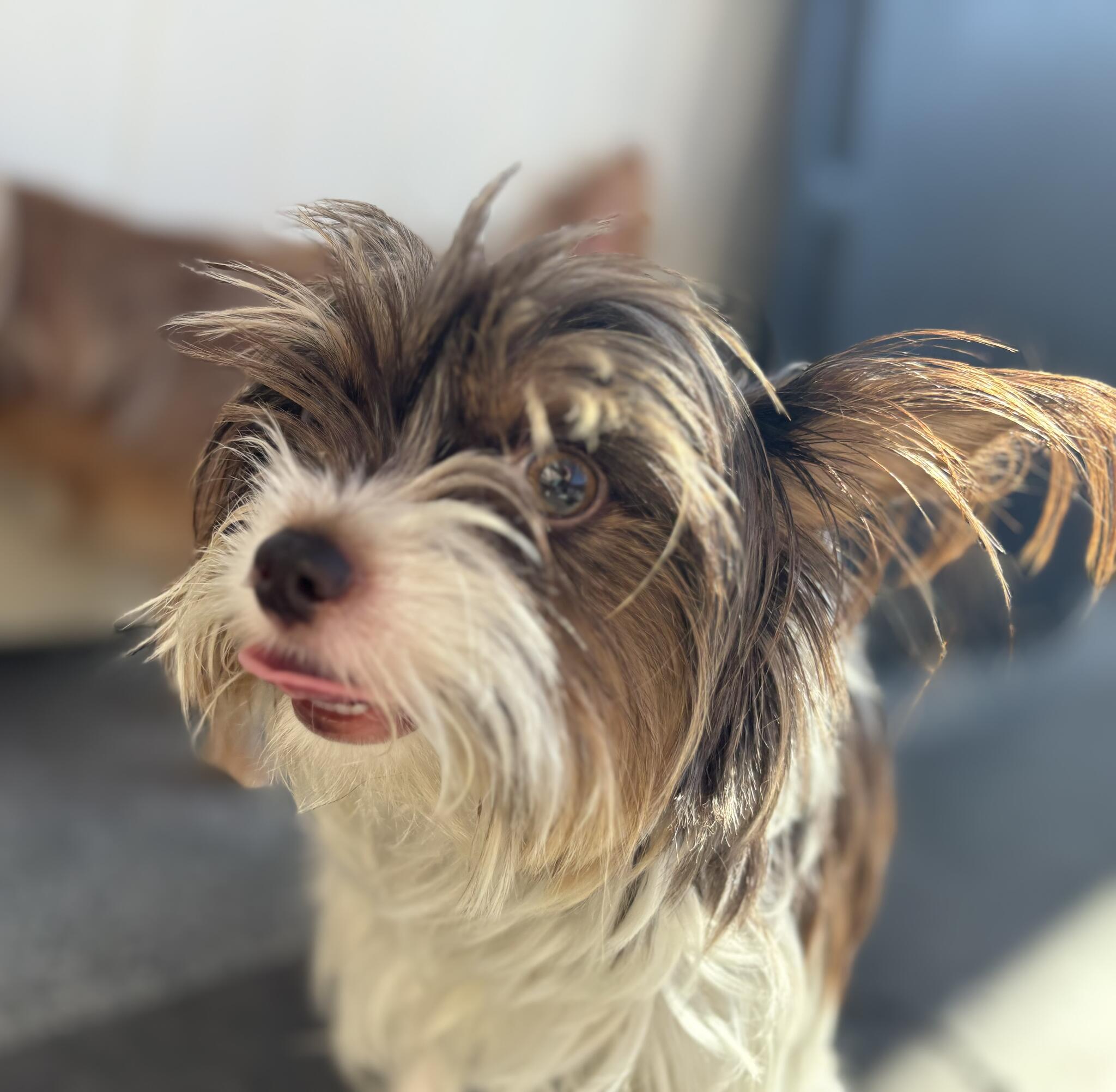 Ruff House Pet Resort Riverside