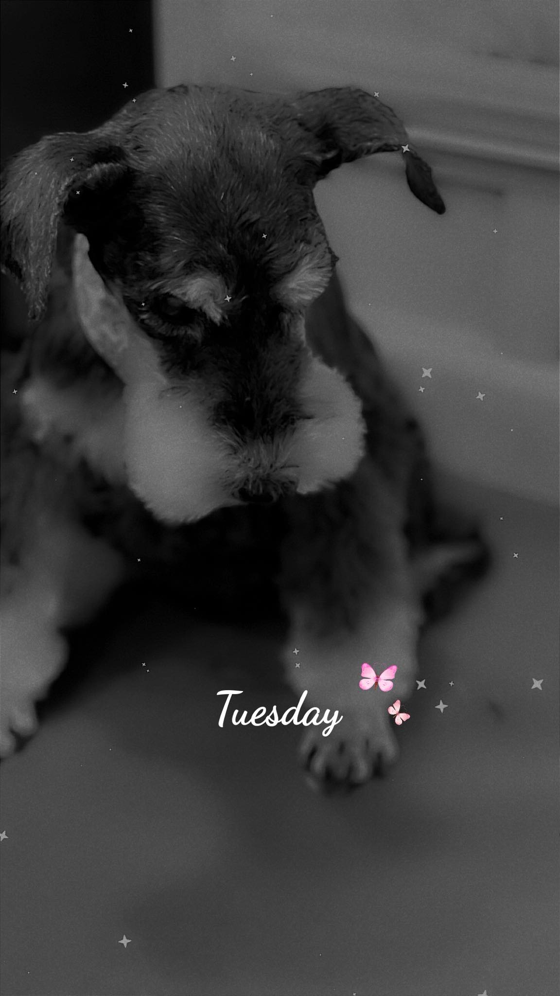 MAGNOLIA'S MOBILE PET SALON Riverside