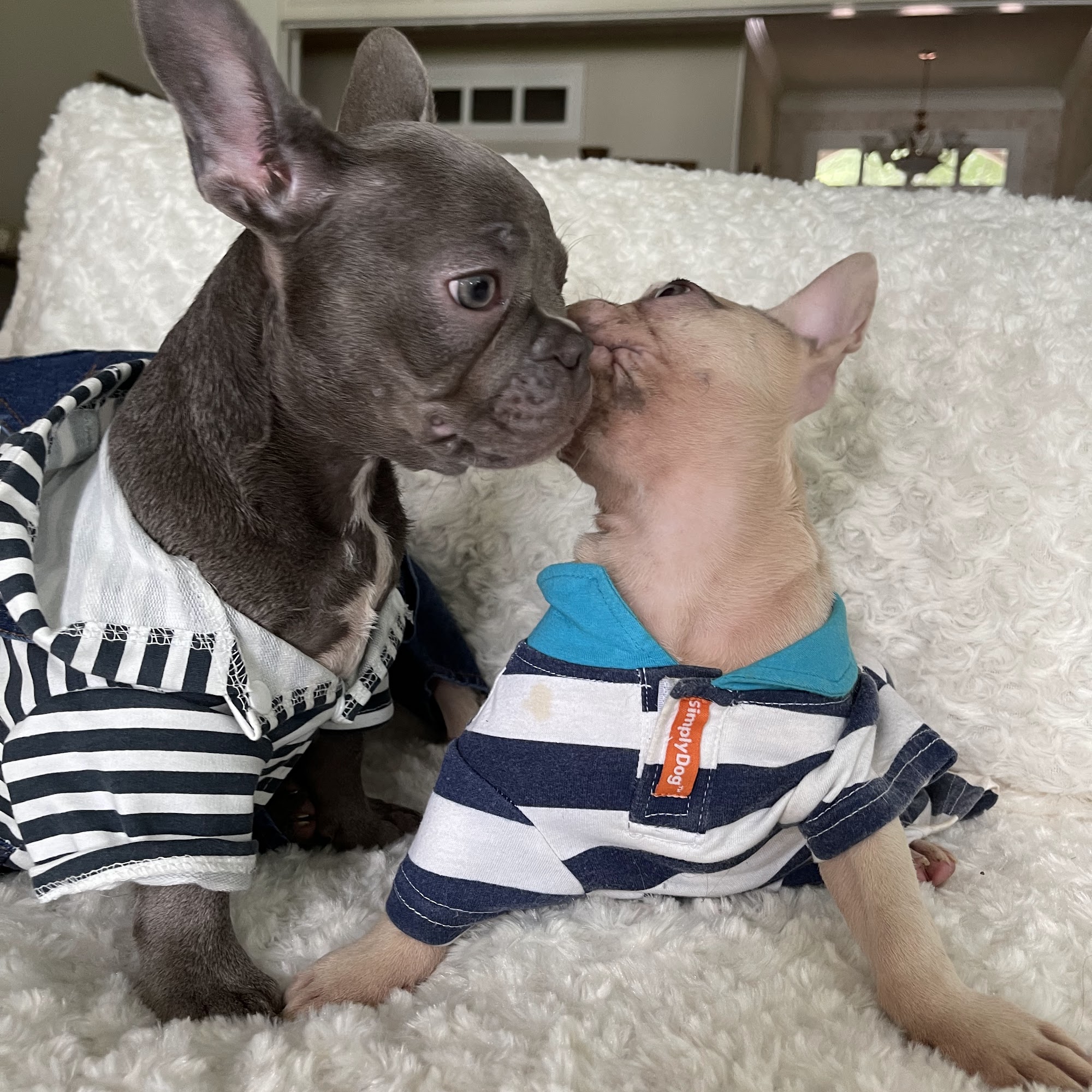 Rare French Bulldogs Riverside