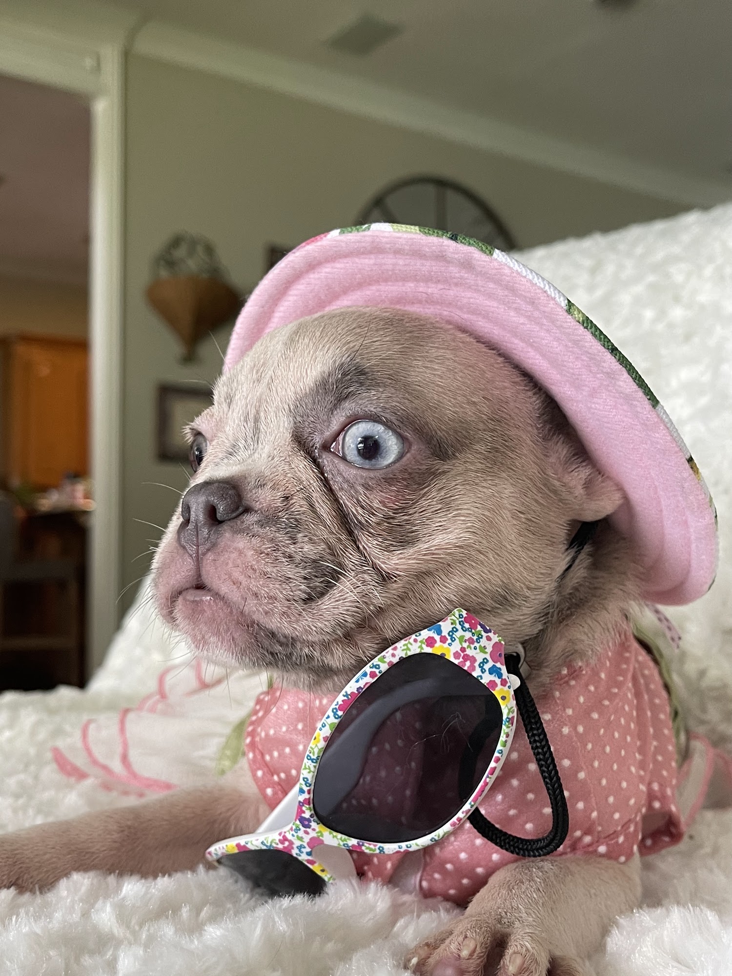 Rare French Bulldogs Riverside