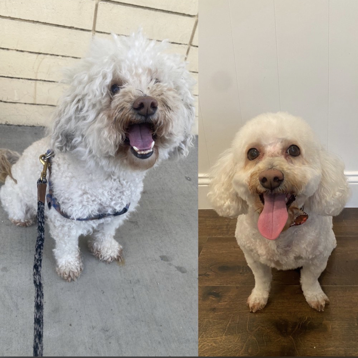 Shaggy2swaggypets Riverside