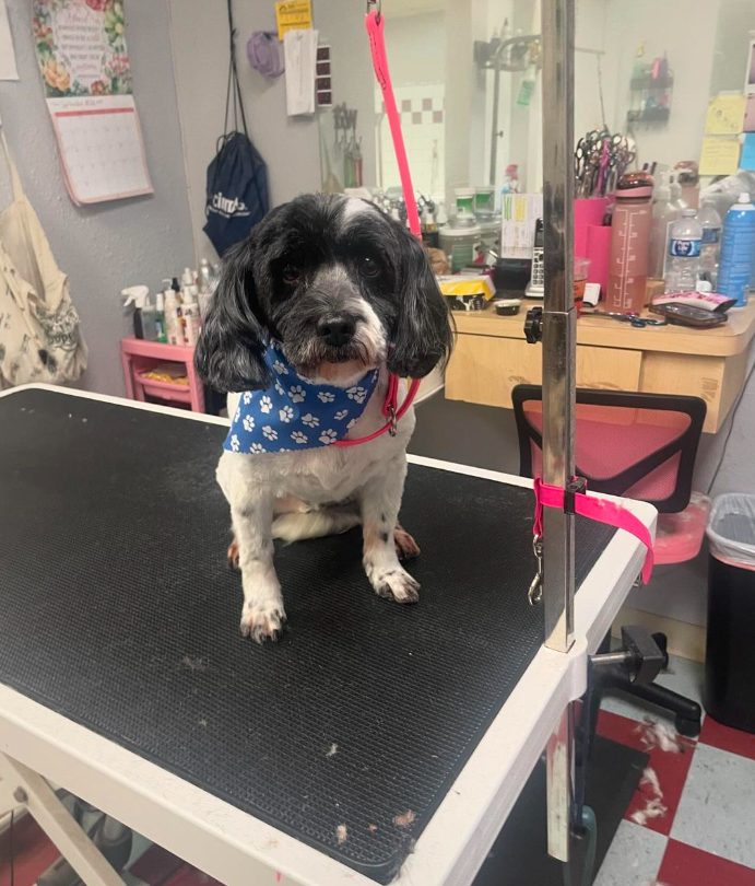 Shaggy2swaggypets Riverside