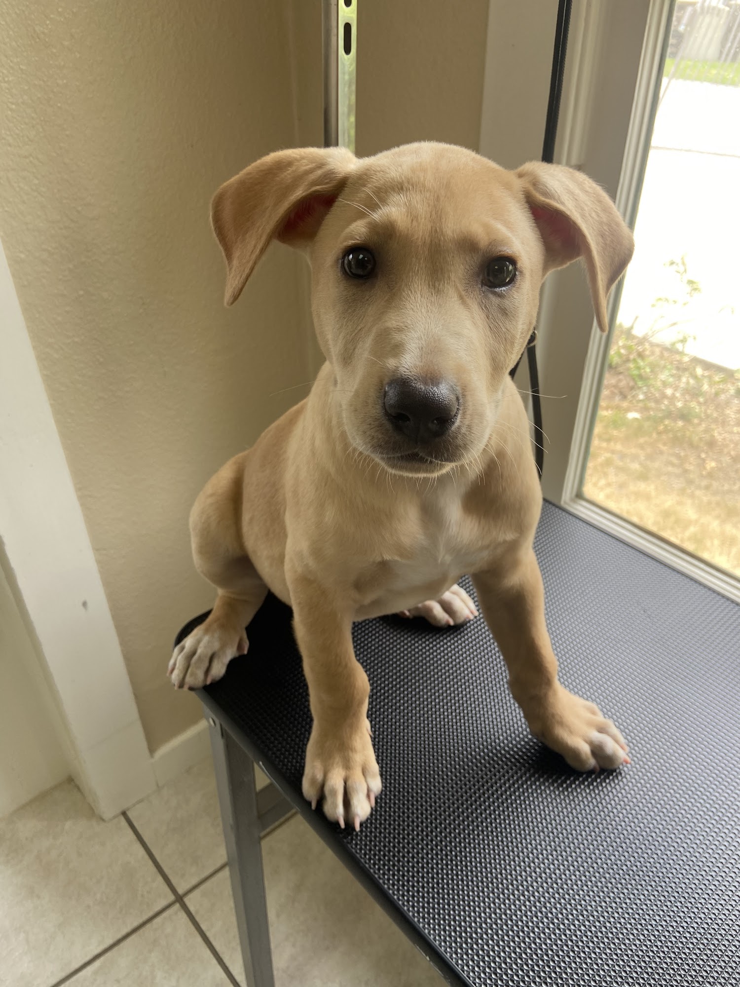 Paw Salon and Spa Riverside