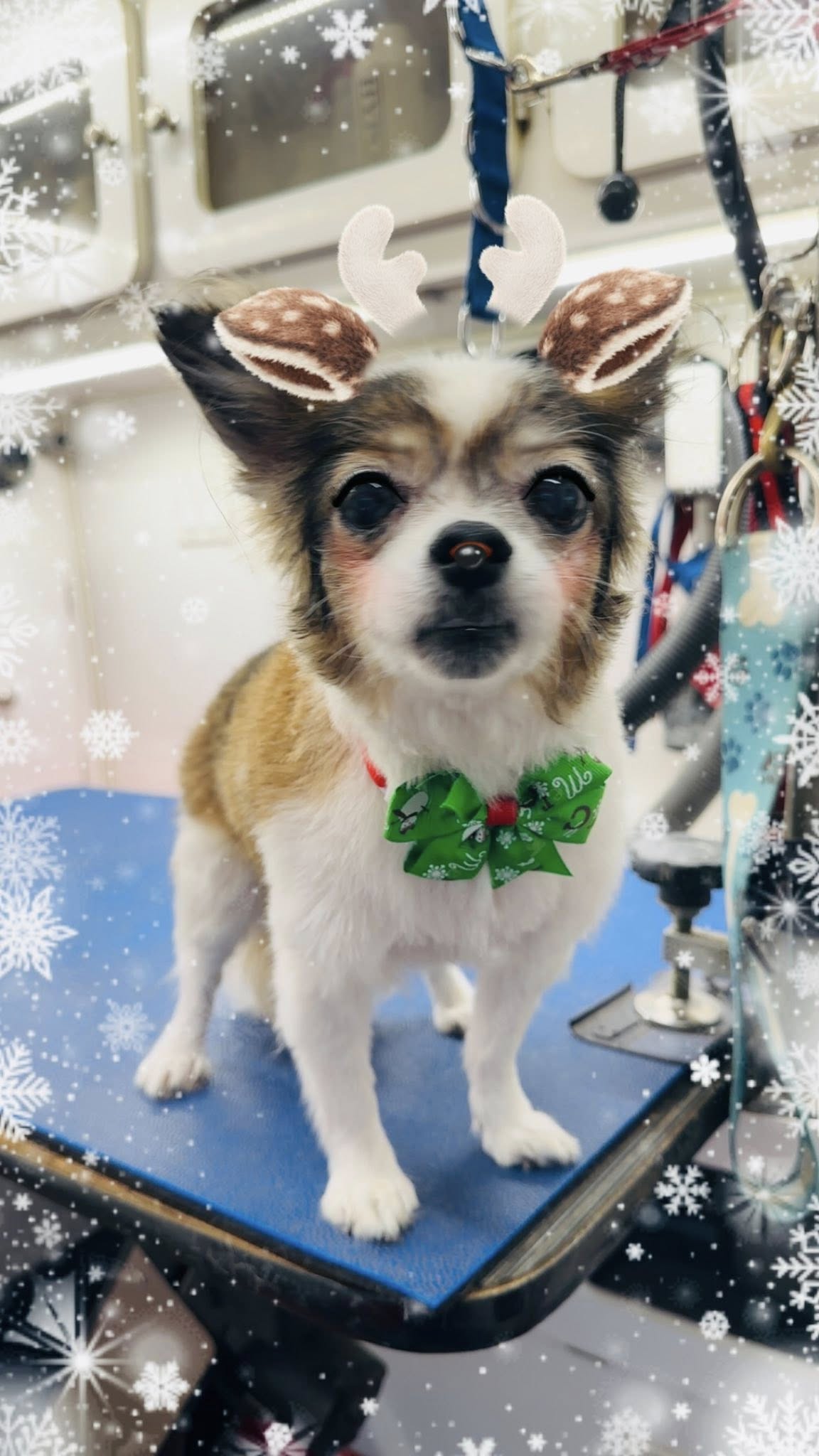 Puppy Barber Mobile Pet Grooming Riverside