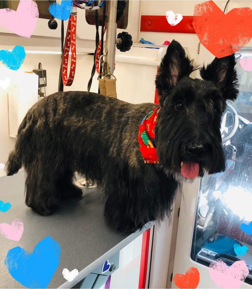 Puppy Barber Mobile Pet Grooming Riverside