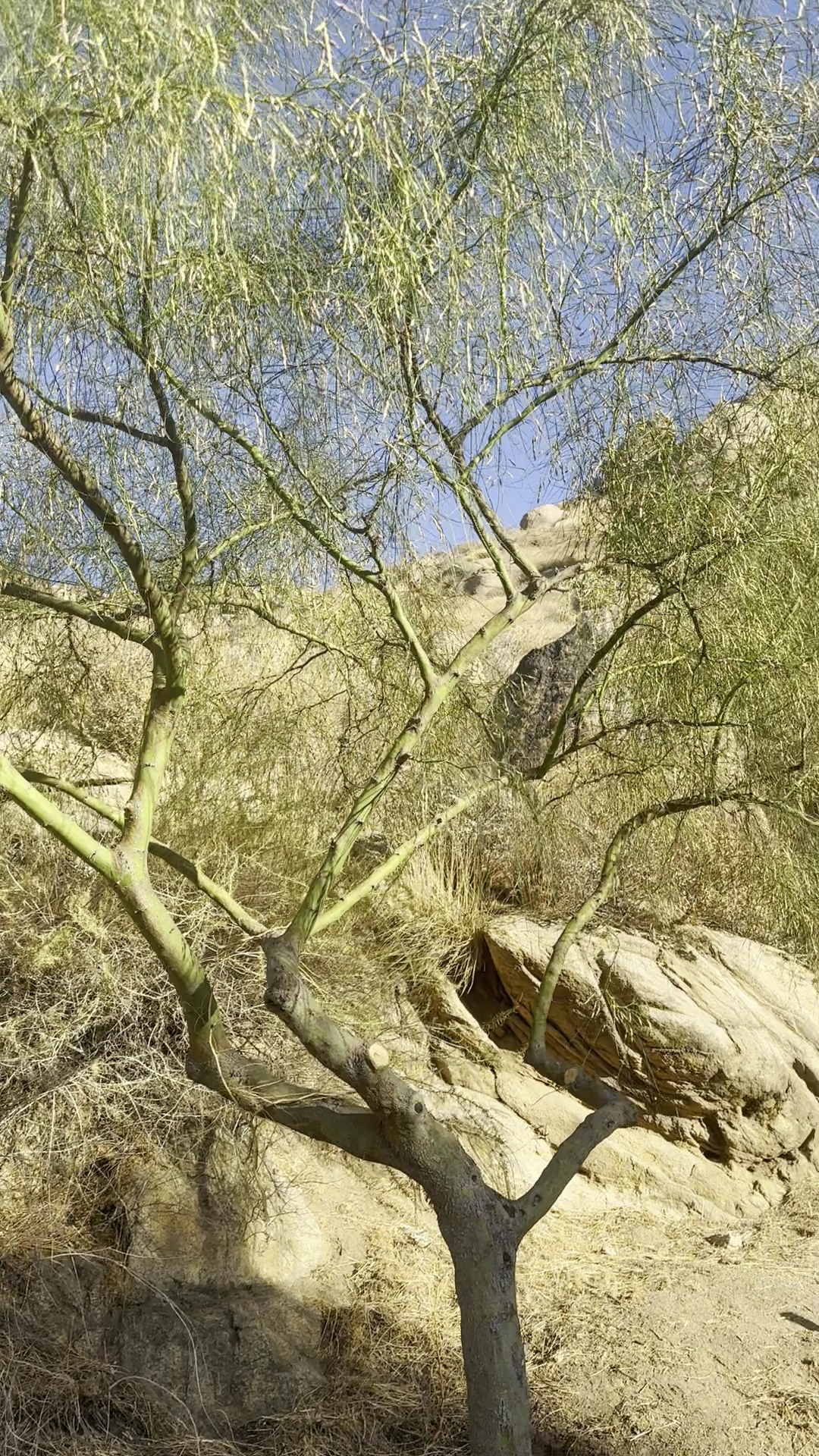 Petra's Cocina Casera Menu