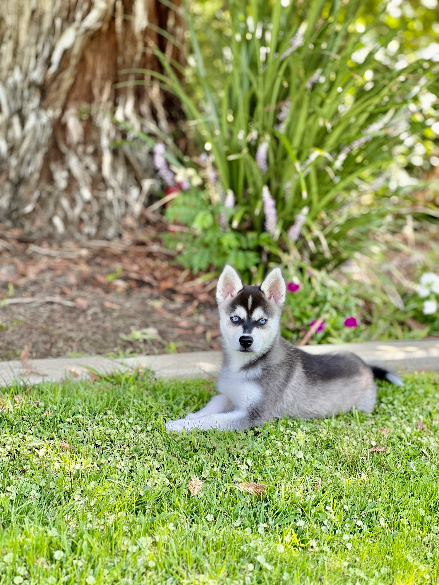 Kika's Klee Kai, Huskies in Miniature Riverside