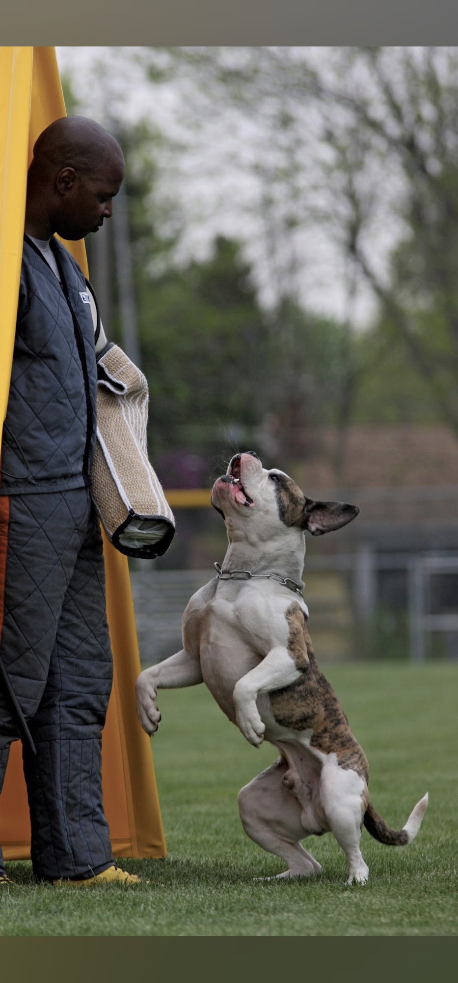 Belmonte's Dog Training Riverside