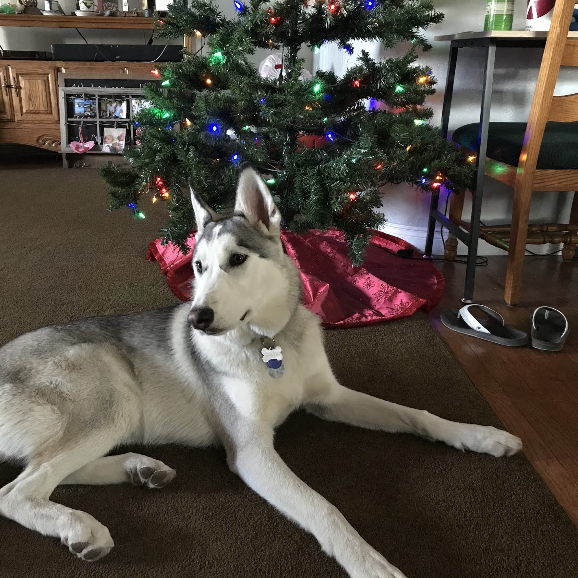 Belmonte's Dog Training Riverside