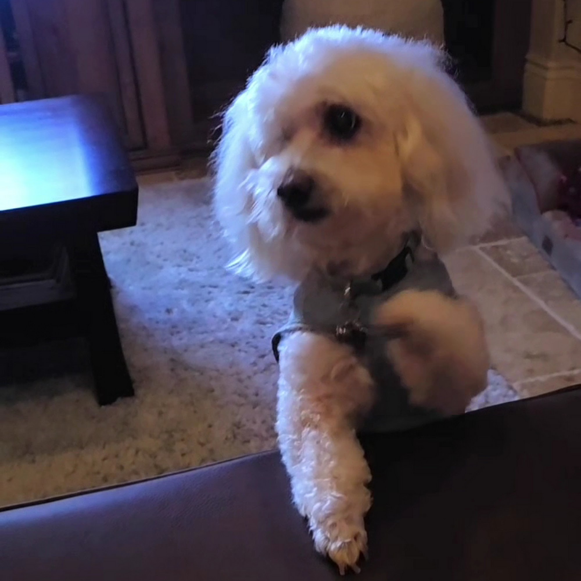 Animal Eye Center Rocklin