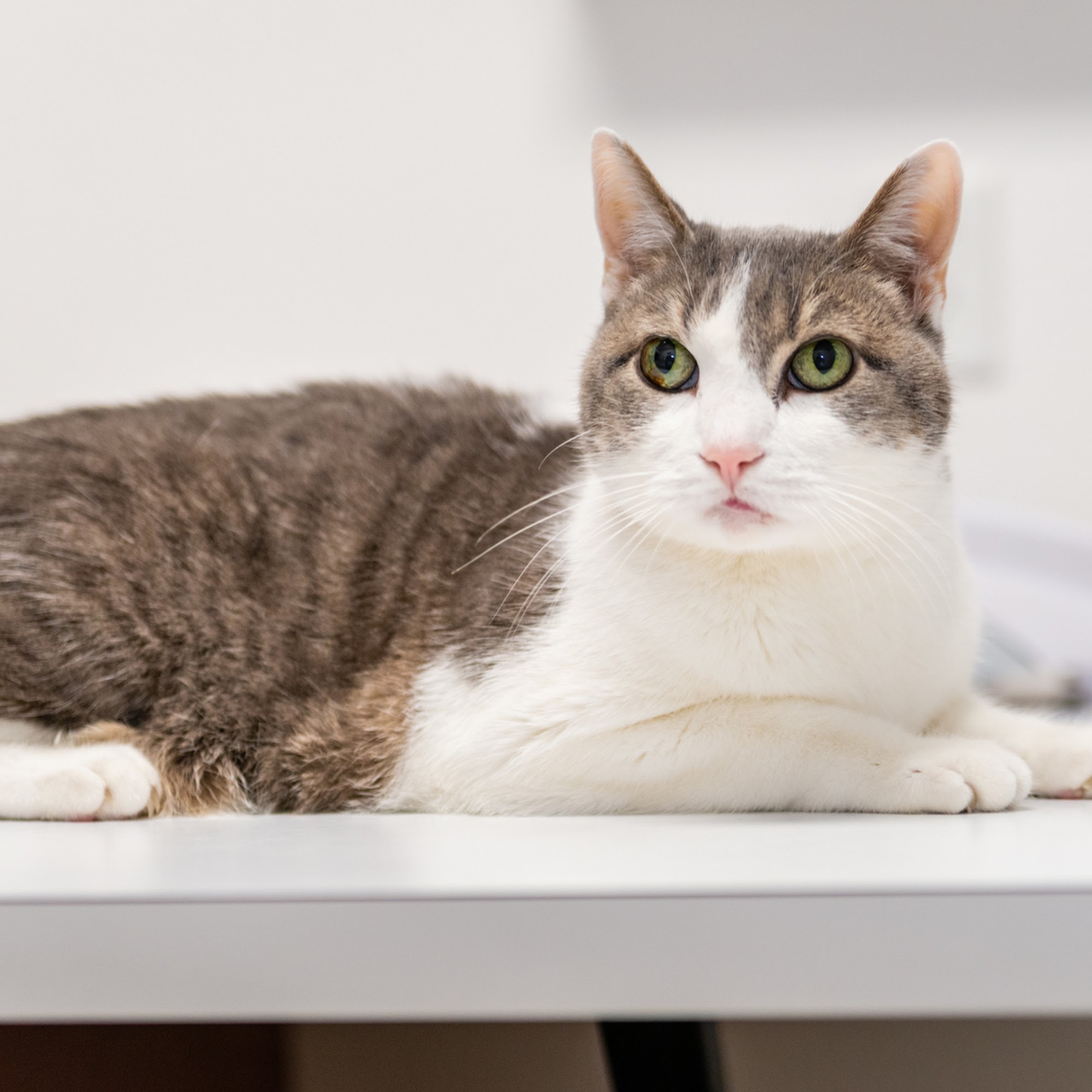 Cats Only Veterinary Hospital Rocklin