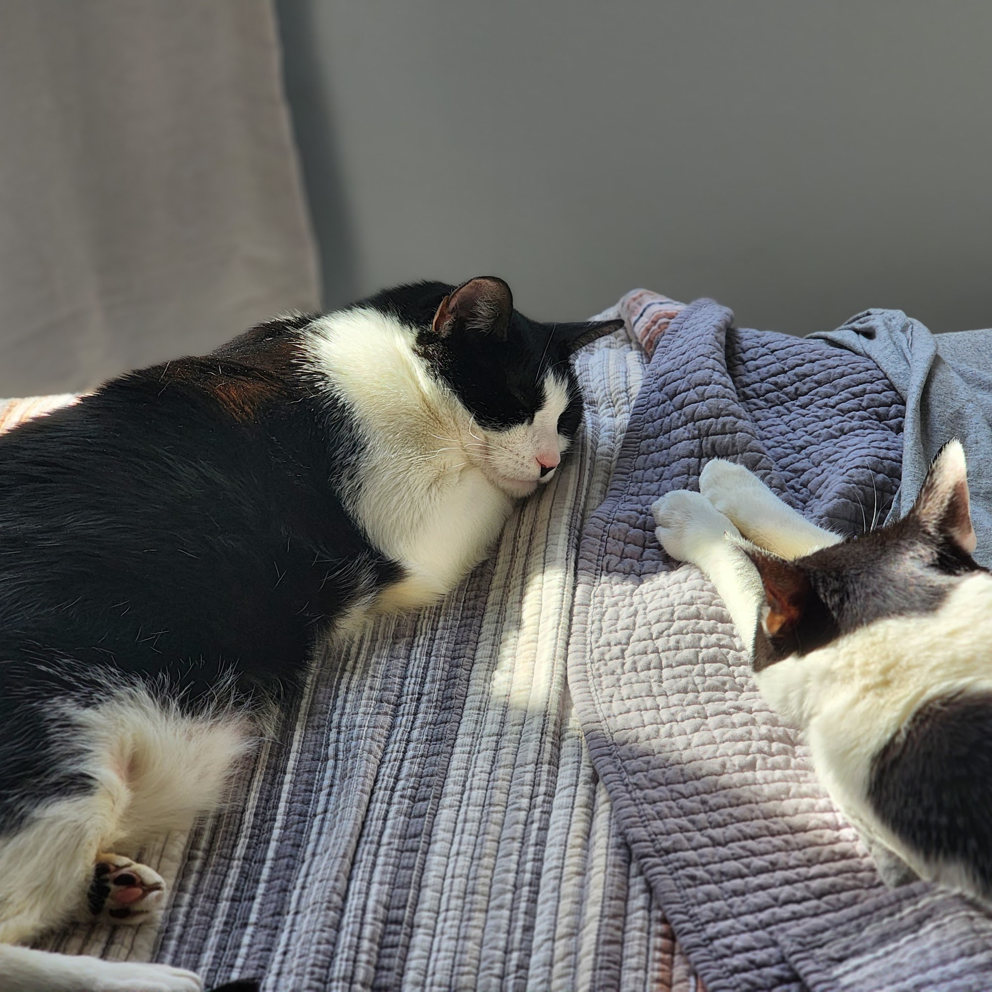 Animal Dermatology Clinic Rocklin