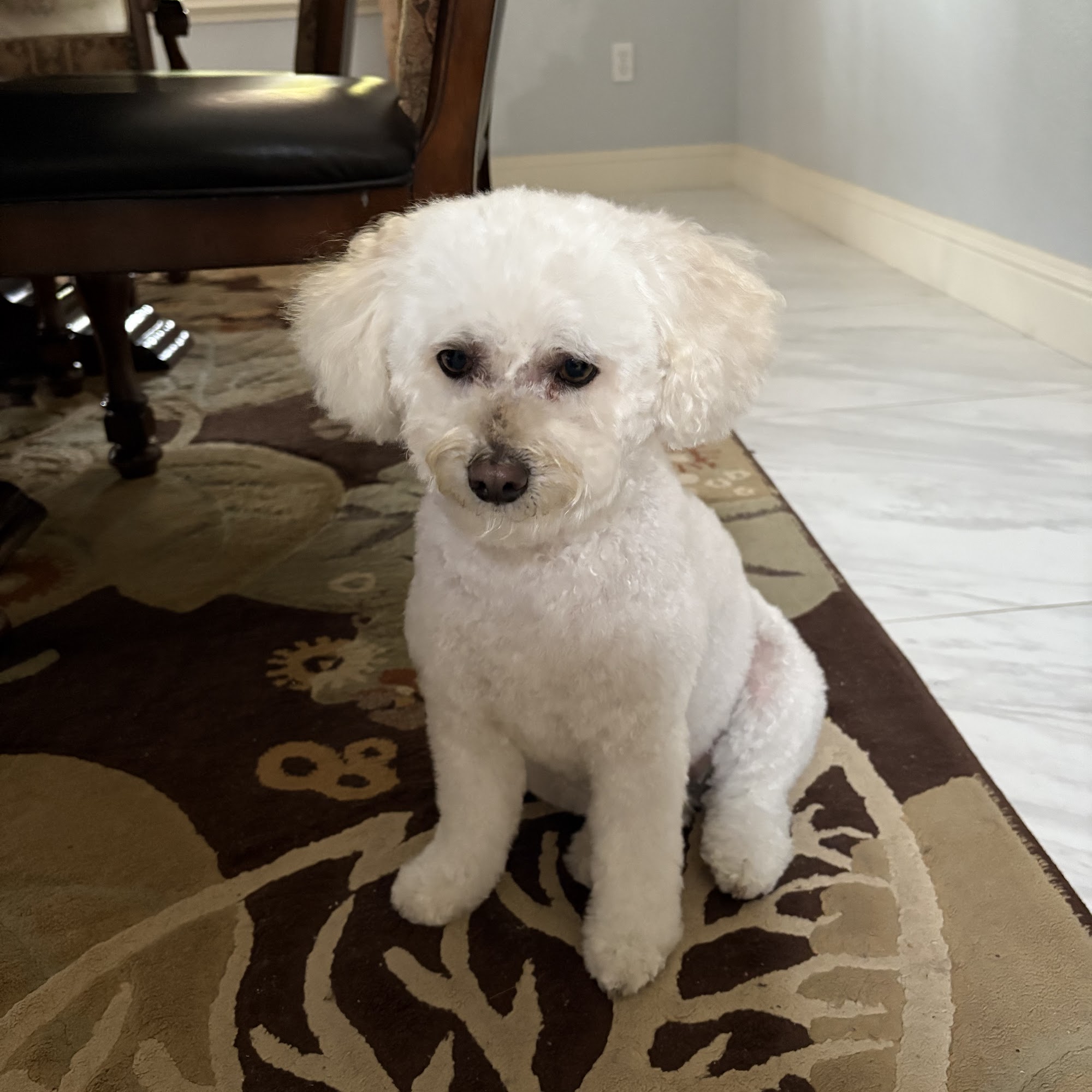 Posh Paws Grooming Salon & Daycare Rocklin