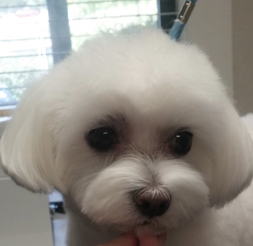 Rocklin Pet Spa Rocklin