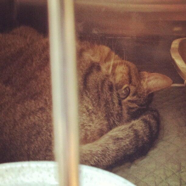 PetSmart Rohnert Park