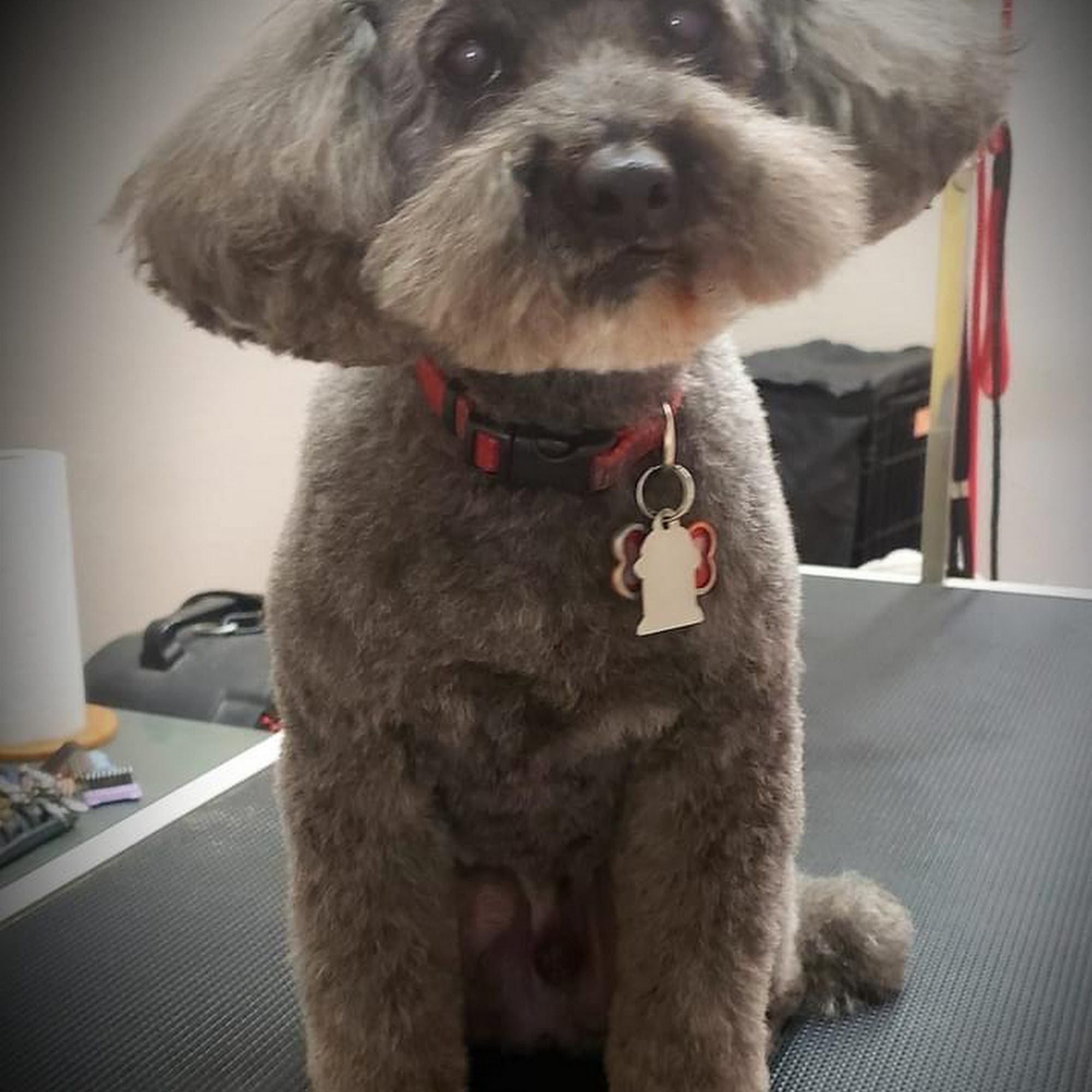 Whitney's Dog Spa Rohnert Park