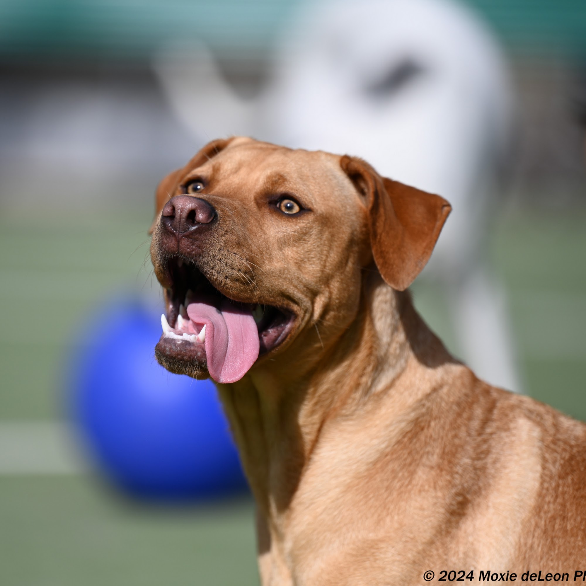 Paradise Pet Resorts Rohnert Park