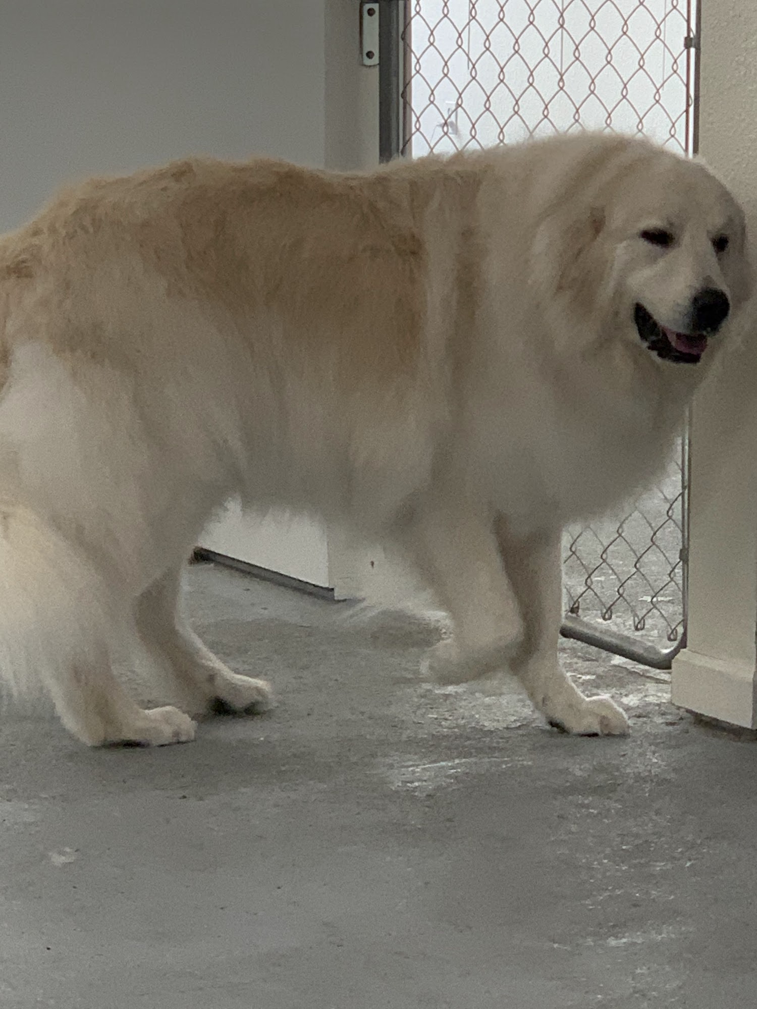 Wags Wash and Groom Salon Rohnert Park