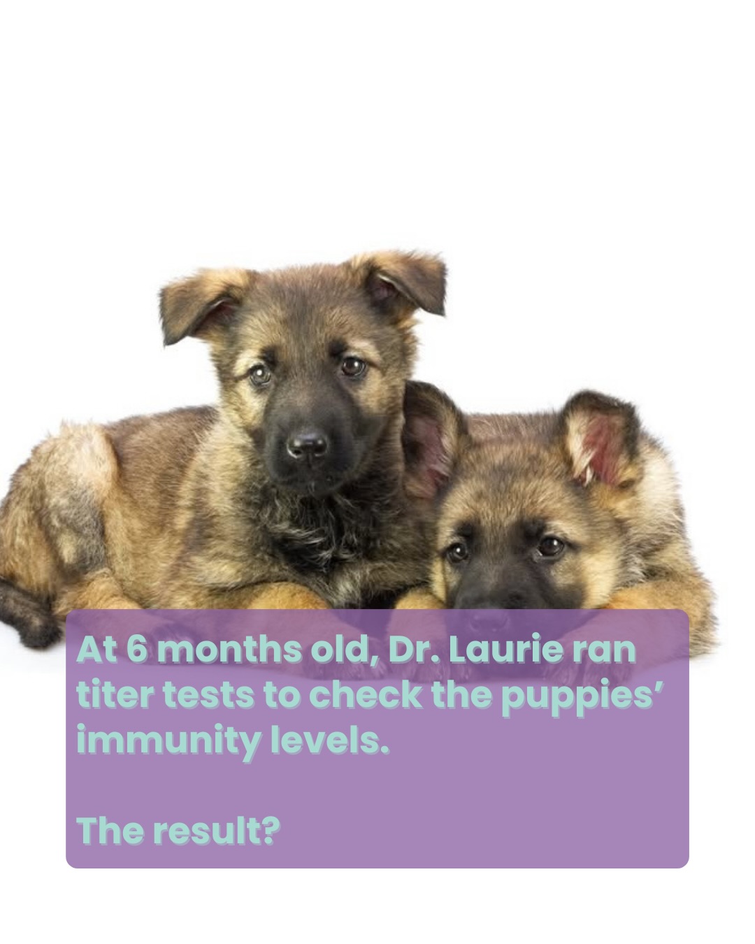 Integrative Pet Wellness Center Rolling Hills Estates