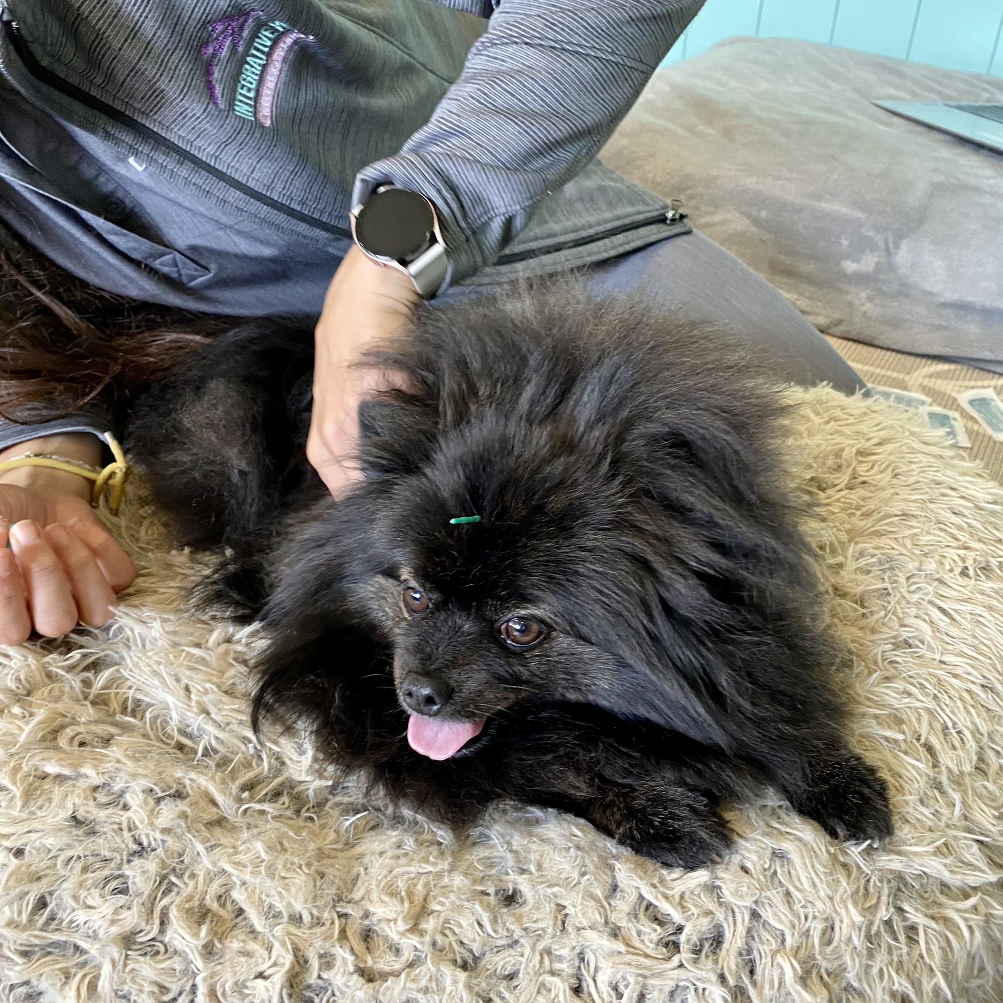 Integrative Pet Wellness Center Rolling Hills Estates