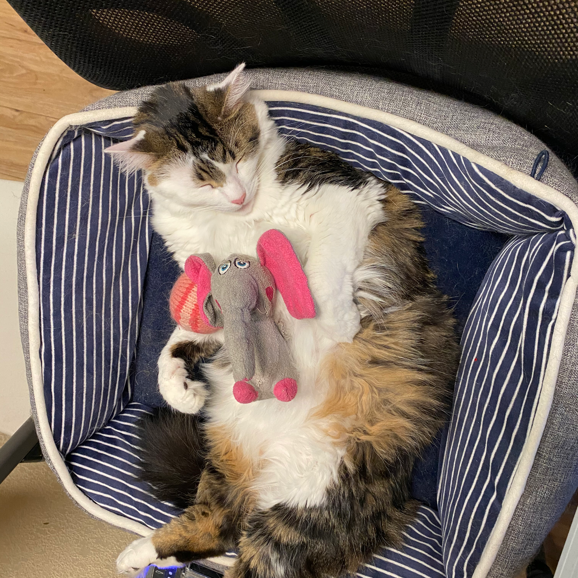 Southern Kern Veterinary Clinic, Inc Rosamond