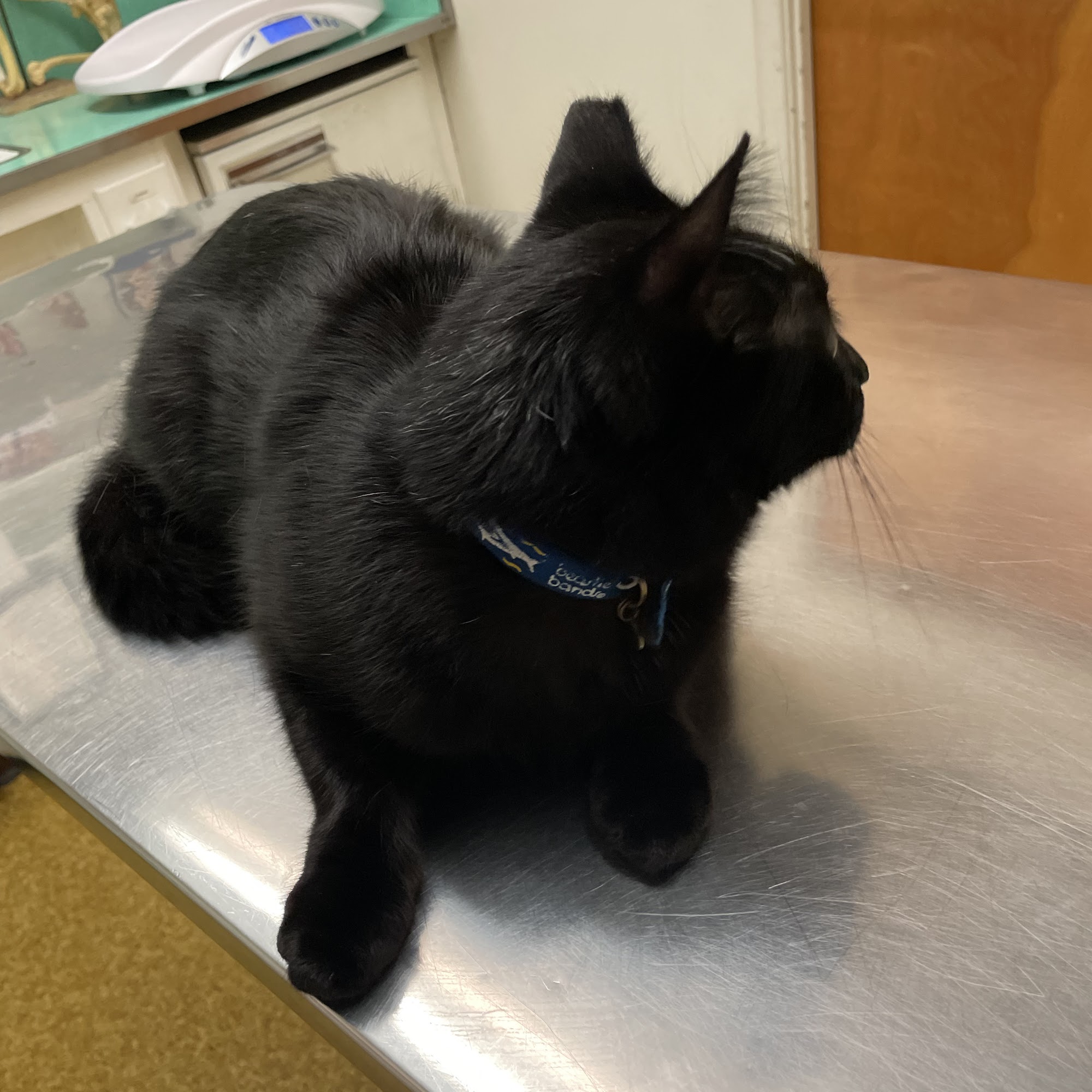 Rosemead Animal Hospital Rosemead