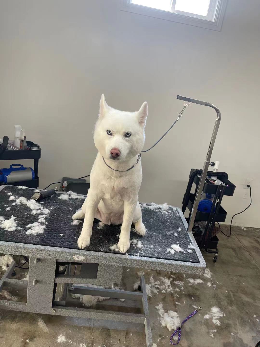 Cody & Miley Pet Grooming Rosemead