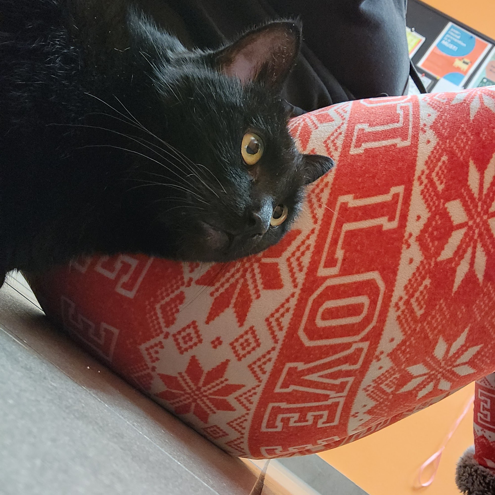 Douglas Boulevard Veterinary Clinic Roseville