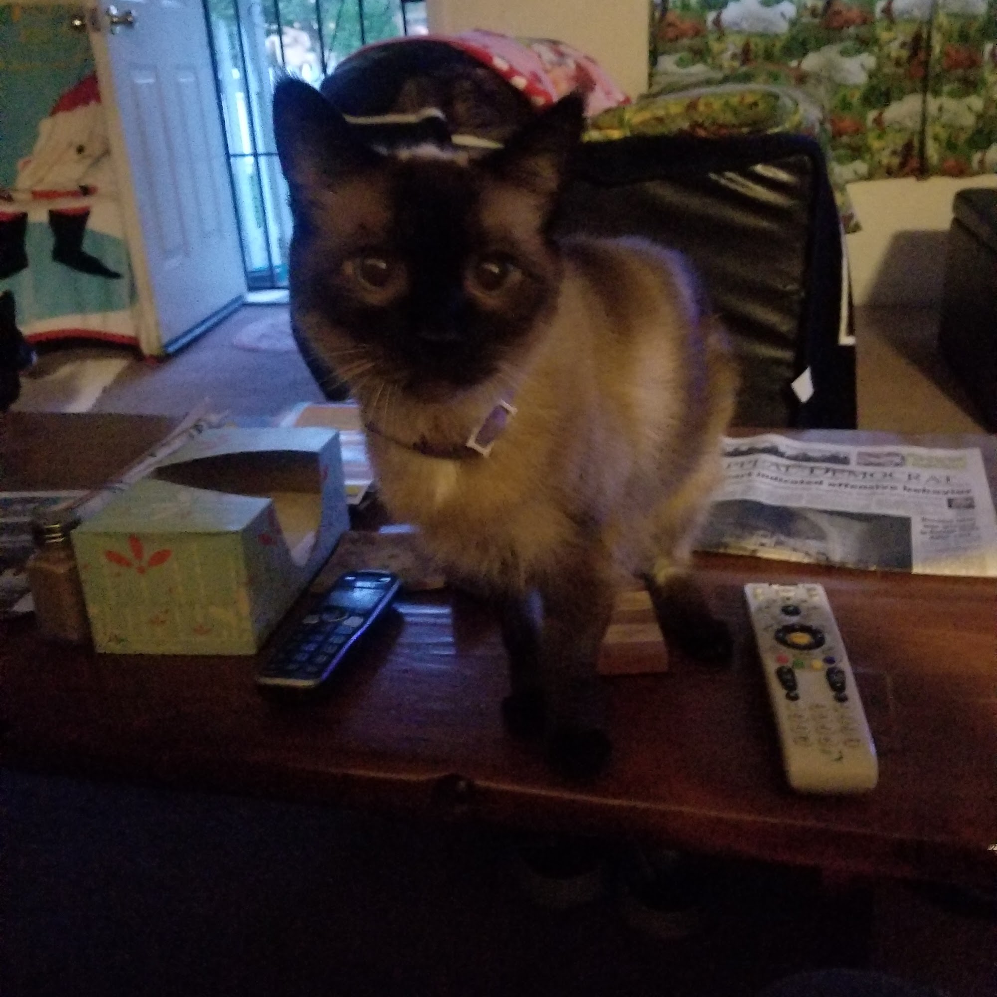 Blue Oaks Veterinary Clinic Roseville