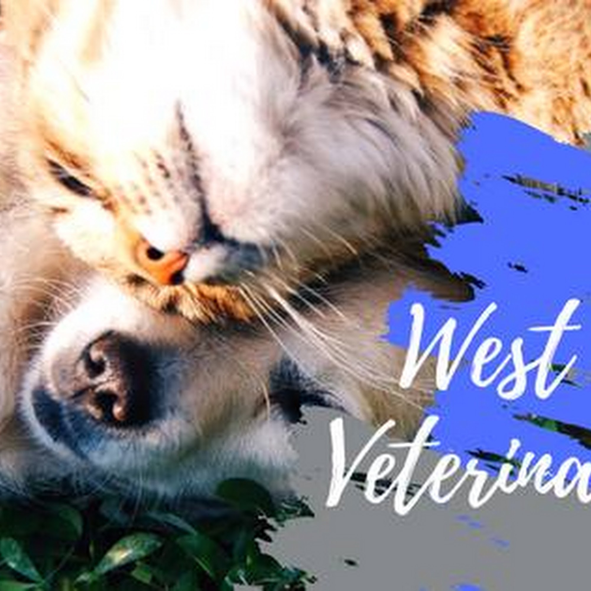 West Roseville Veterinary Hospital Roseville