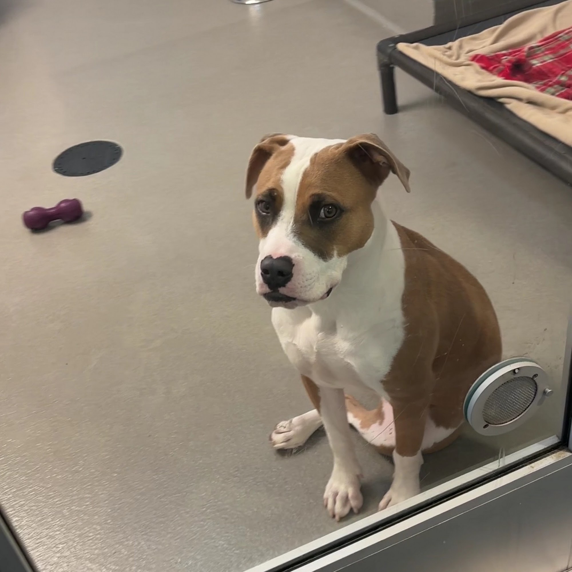 Placer SPCA Roseville