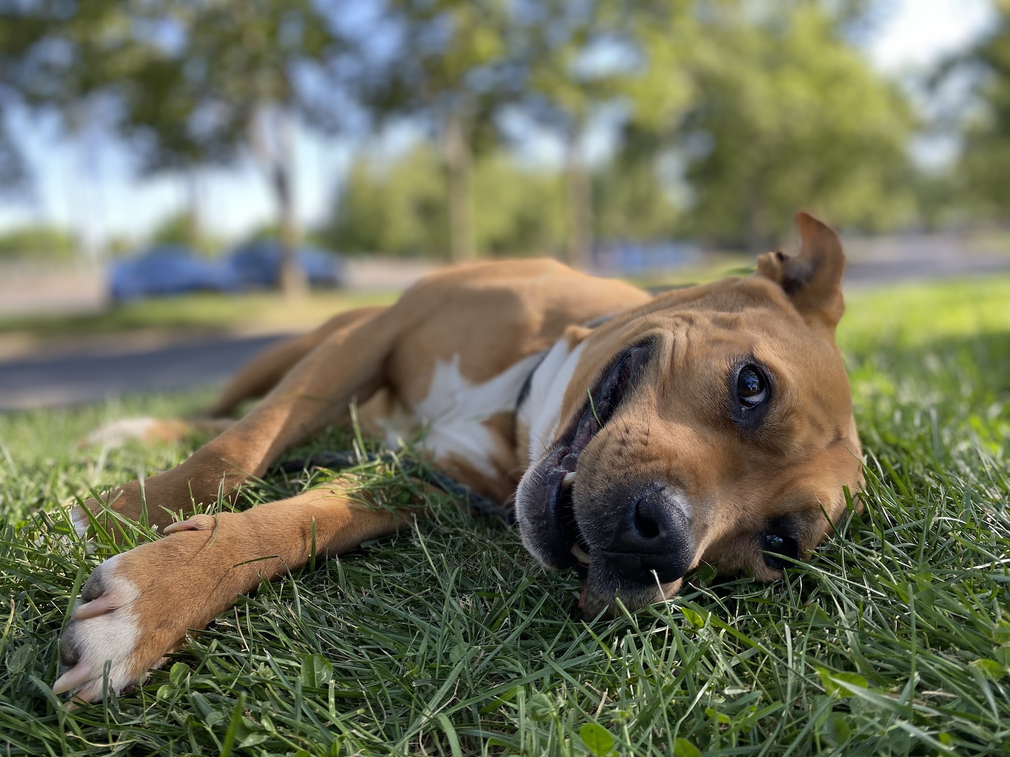 Consistent k9 Roseville