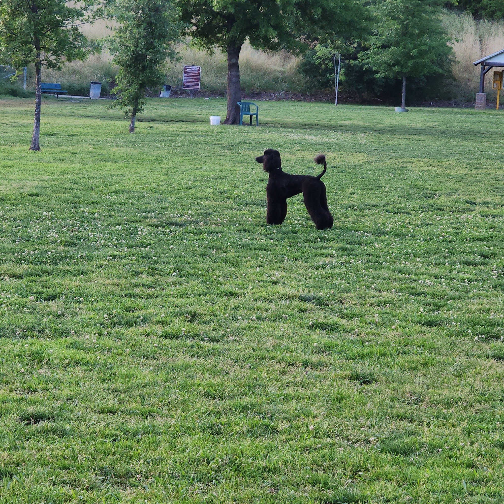 Marco Dog Park Roseville
