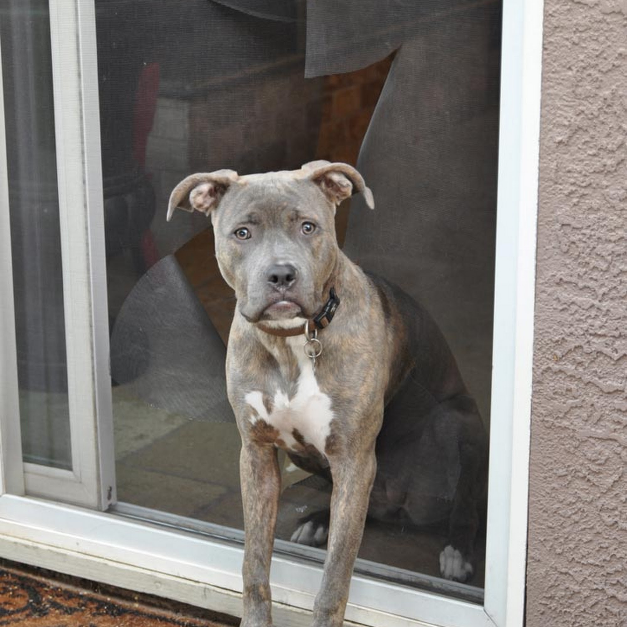 Roseville Mobile Screens 921 Washington Blvd # 405, Roseville California 95678