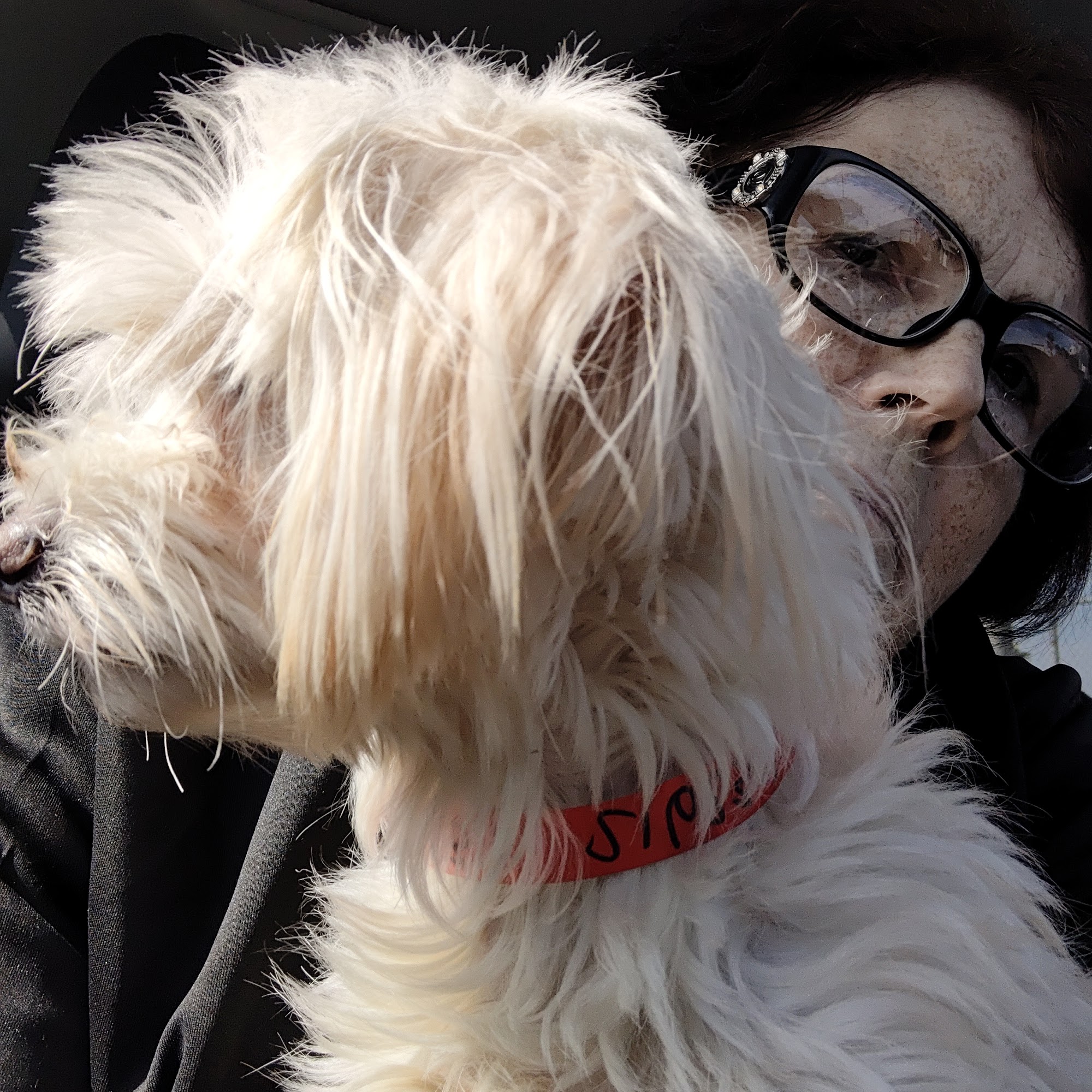 Walnut Valley Animal Hospital Rowland Heights