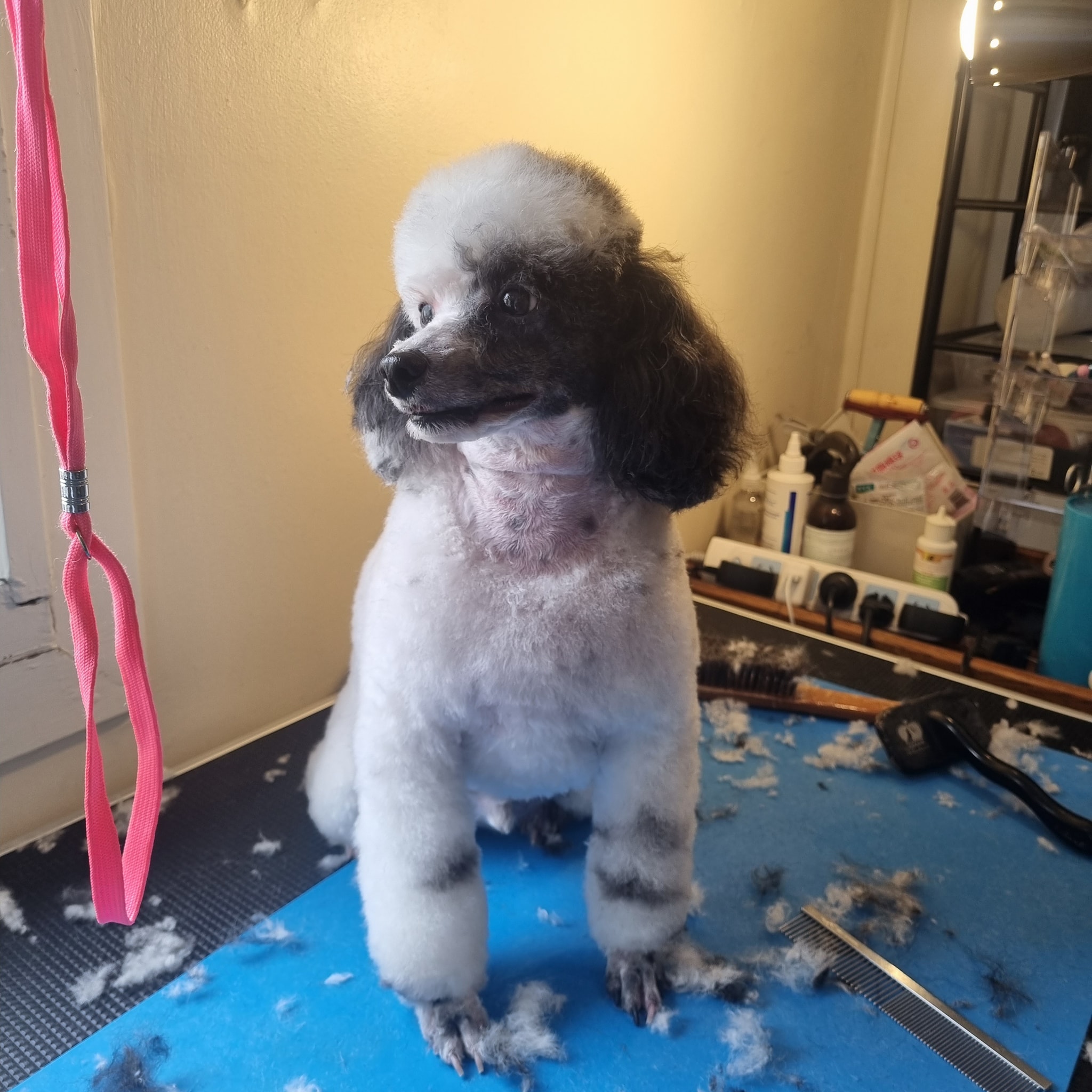 Happy Puppy Grooming Rowland Heights