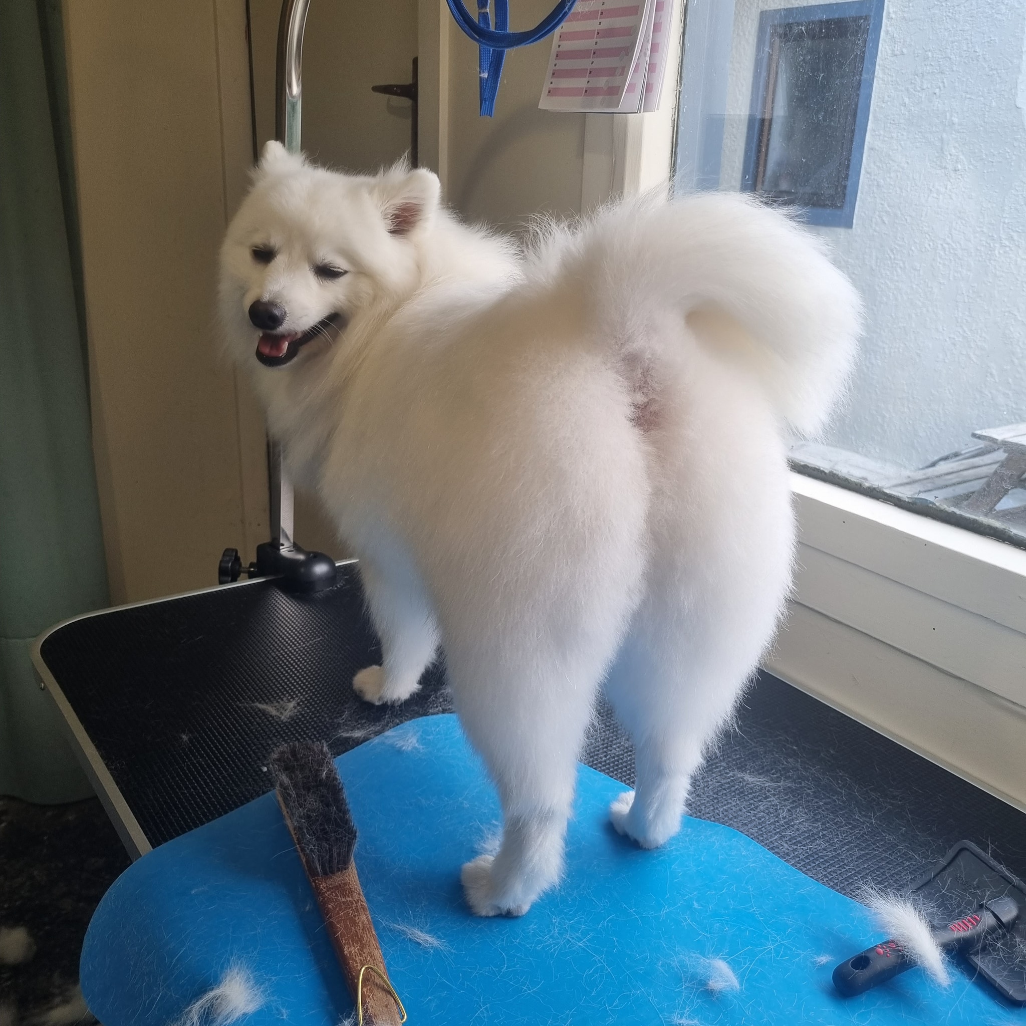 Happy Puppy Grooming Rowland Heights