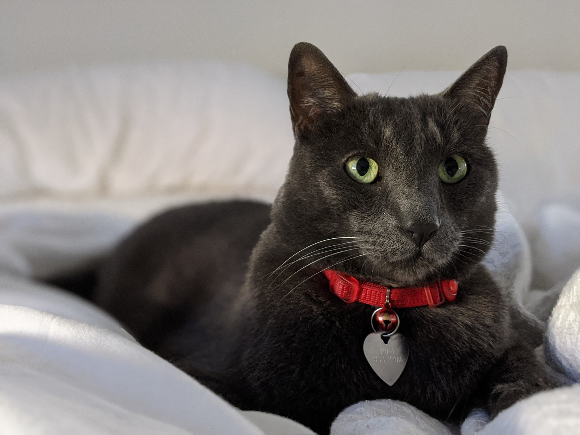 River City Cat Clinic Sacramento