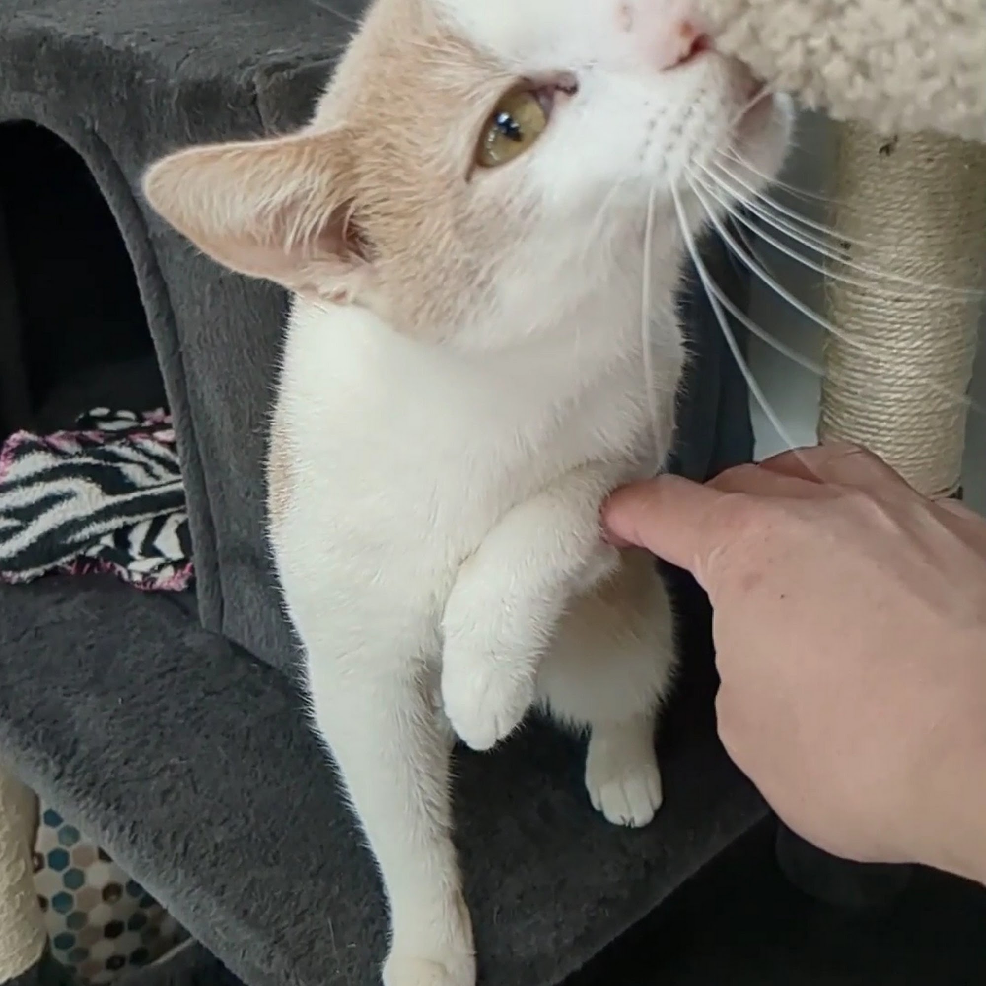 Happy Tails Pet Sanctuary Sacramento