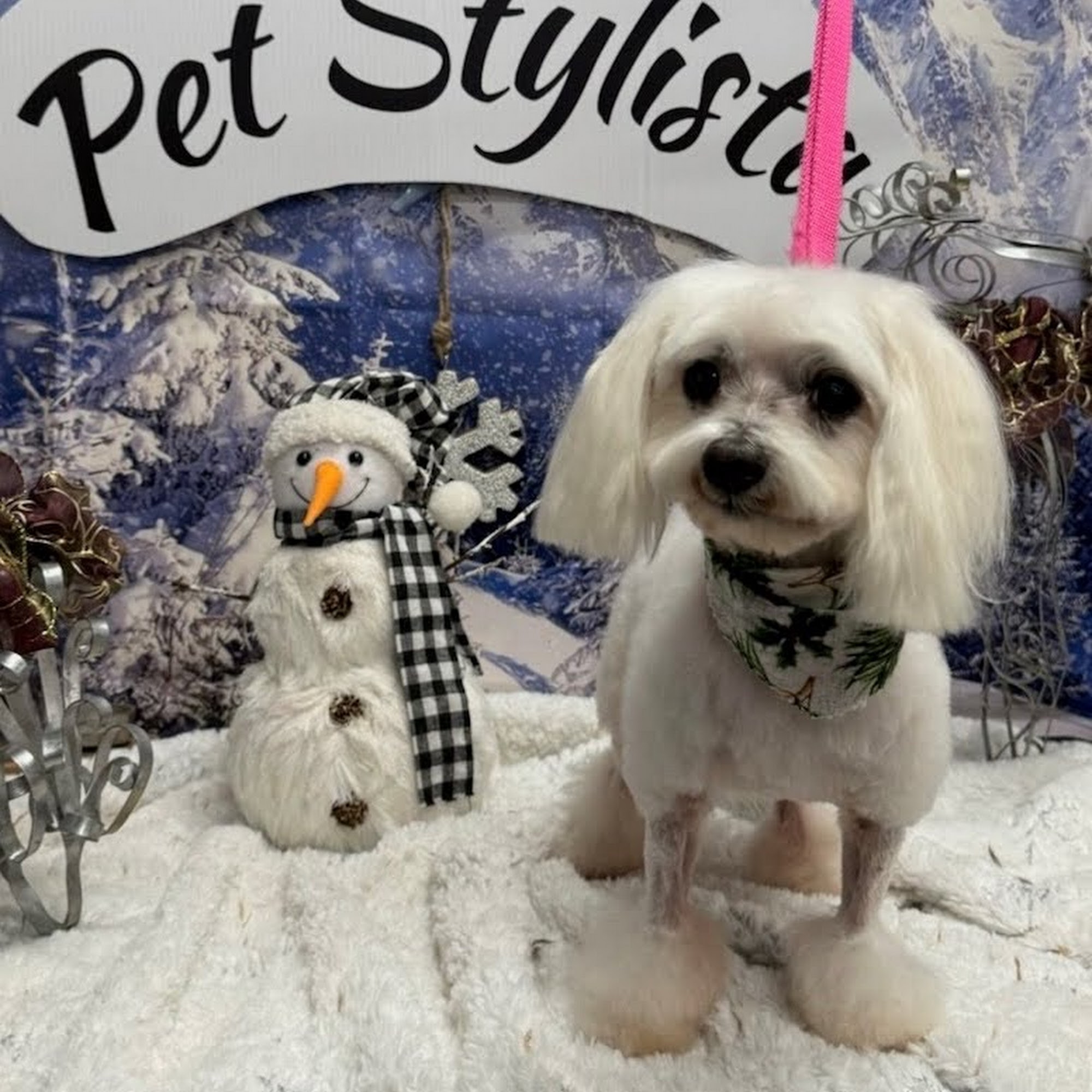 Pet Stylista Sacramento