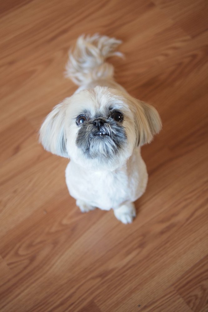 Pooch & Purr Sacramento