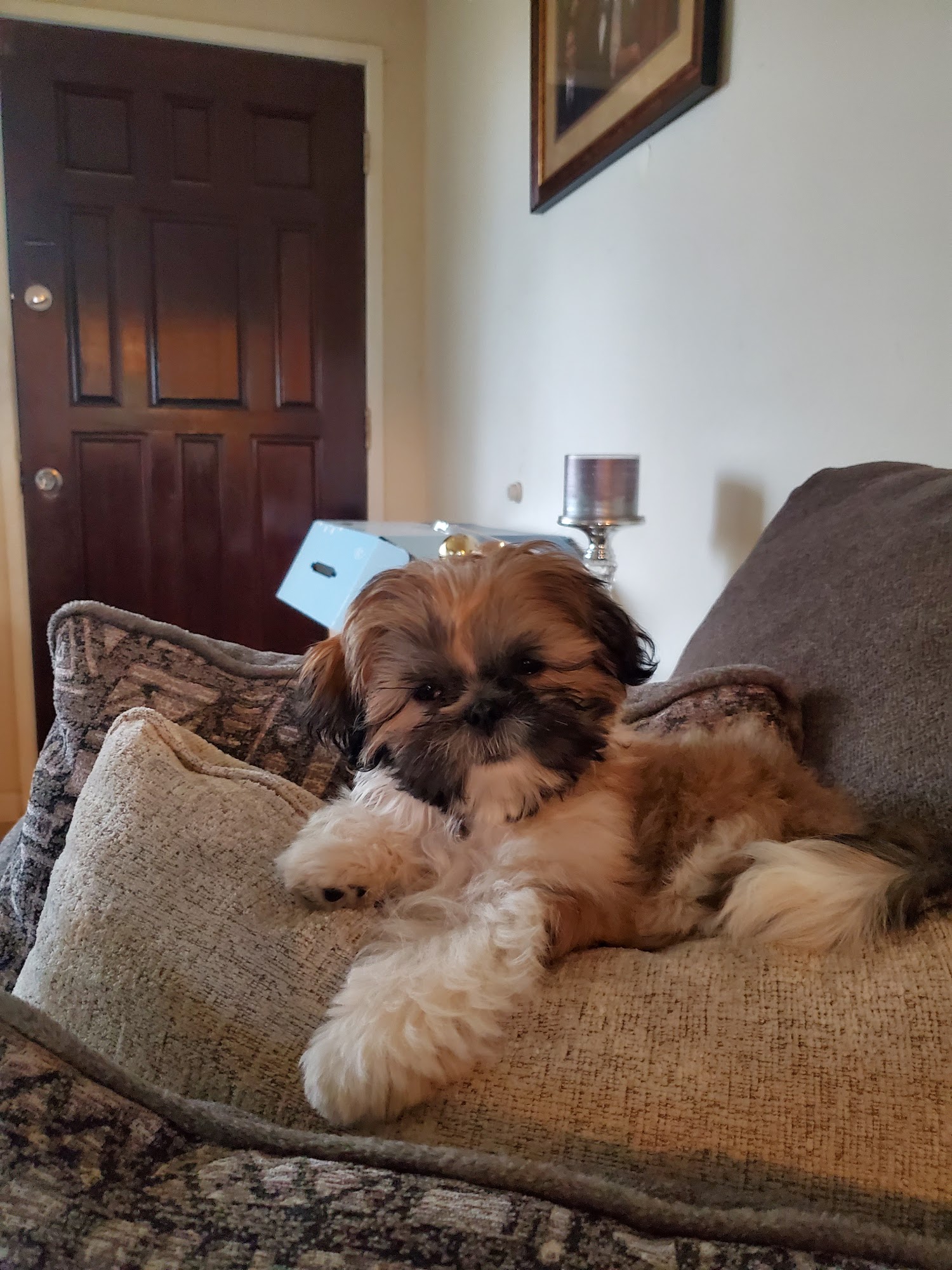 Sun’s Pet Salon Sacramento