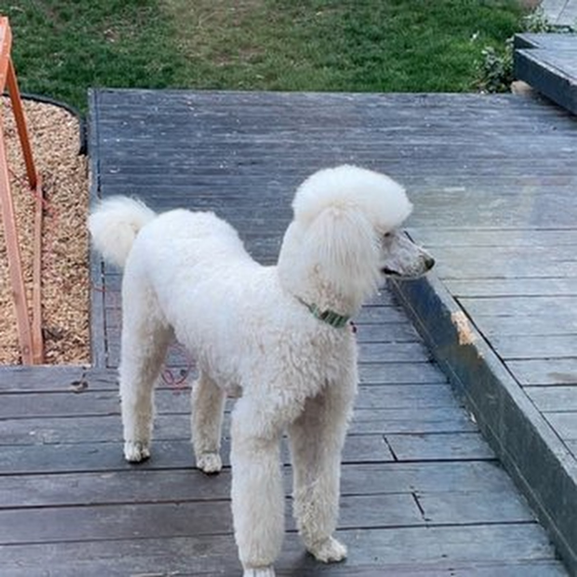 Sun’s Pet Salon Sacramento